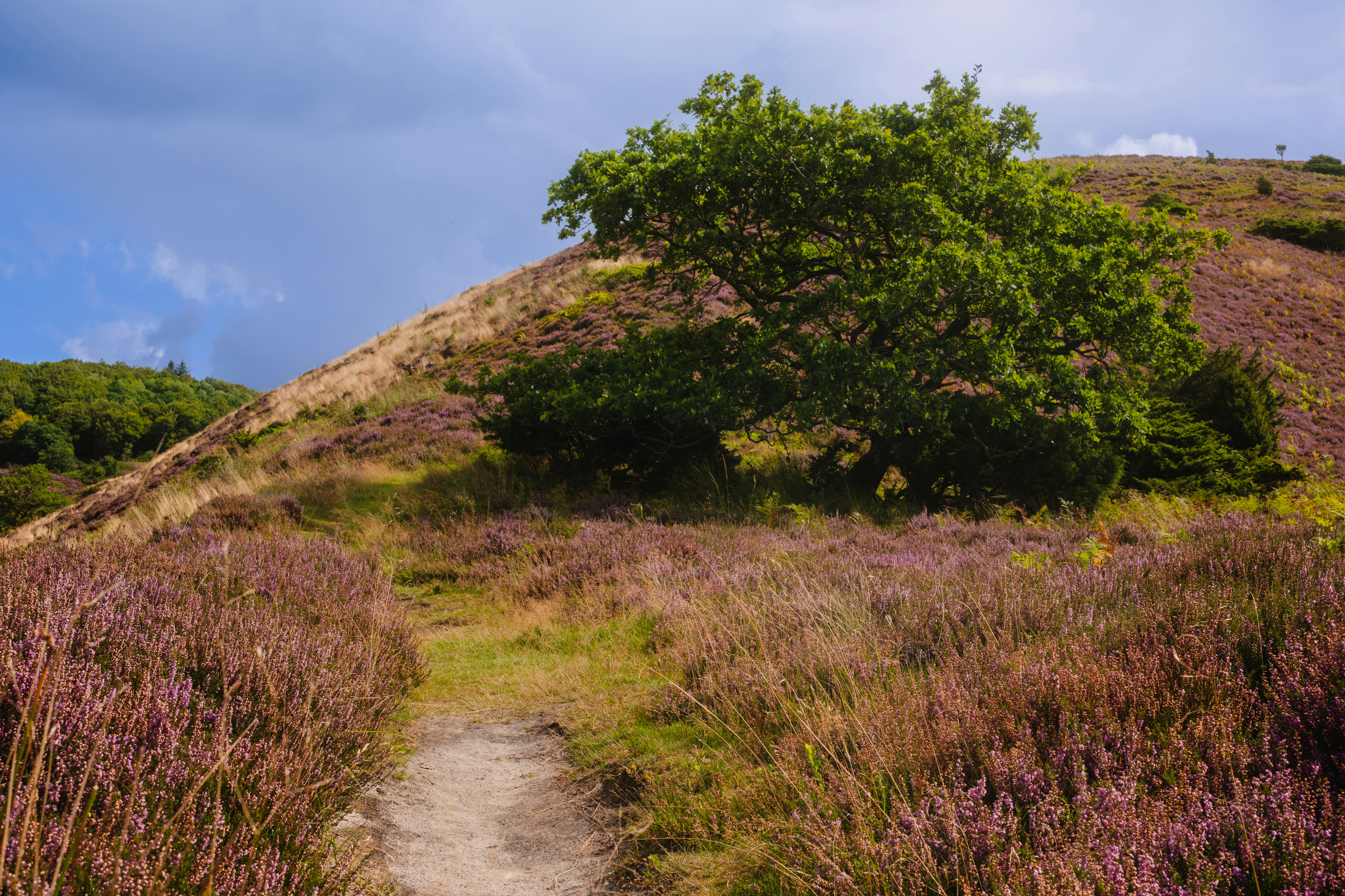 A dirt path leading to a hill covered in purple flowers