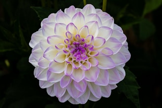 A white and purple flower with green leaves