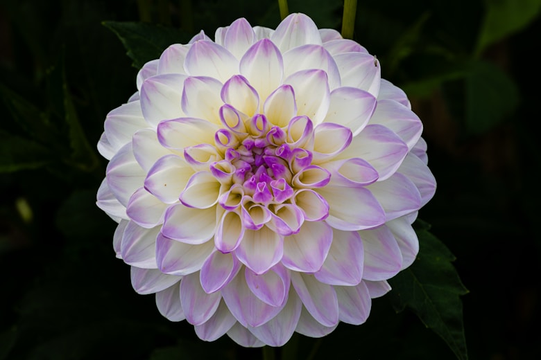 A white and purple flower with green leaves