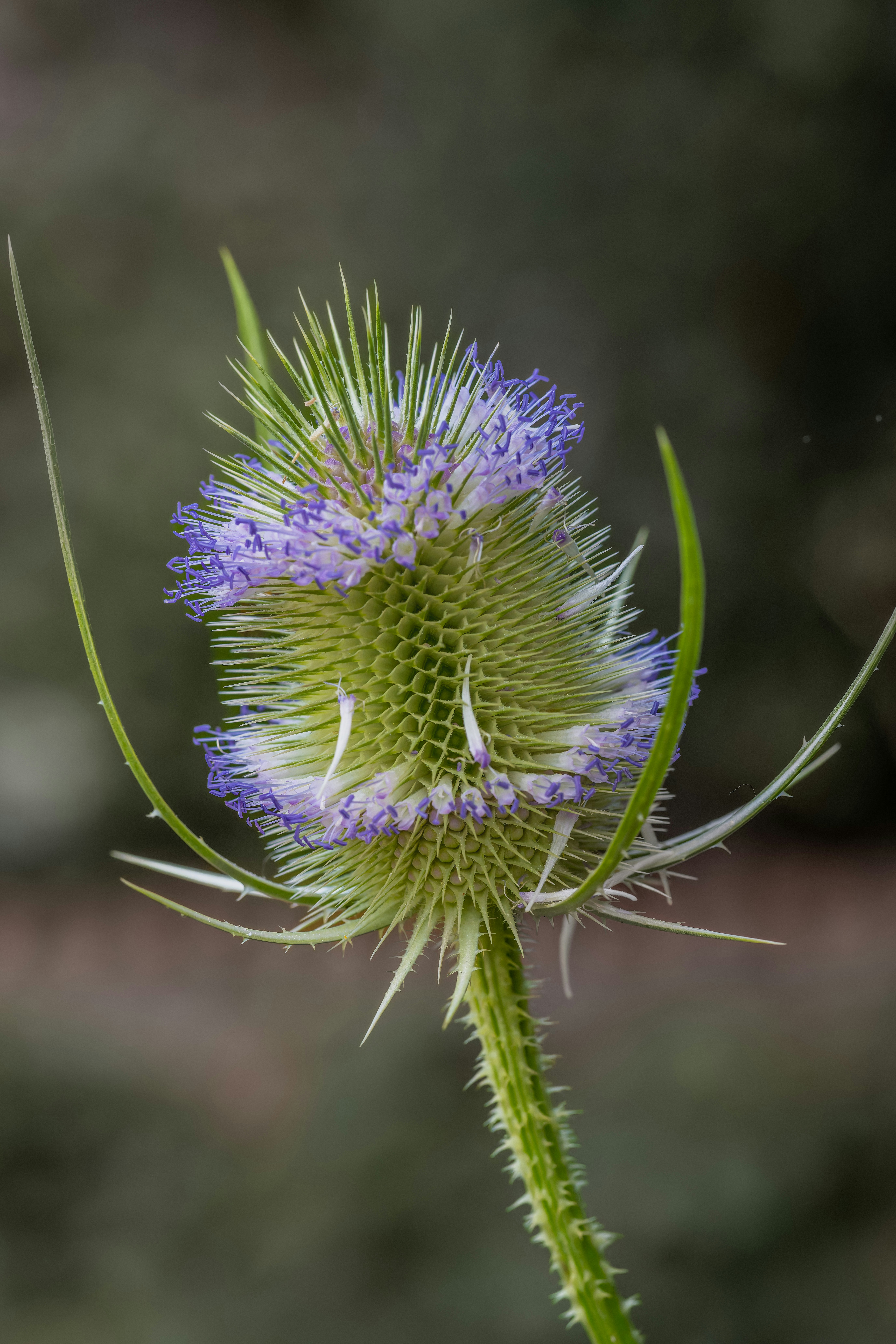 Photo by siegfriedpoepperl