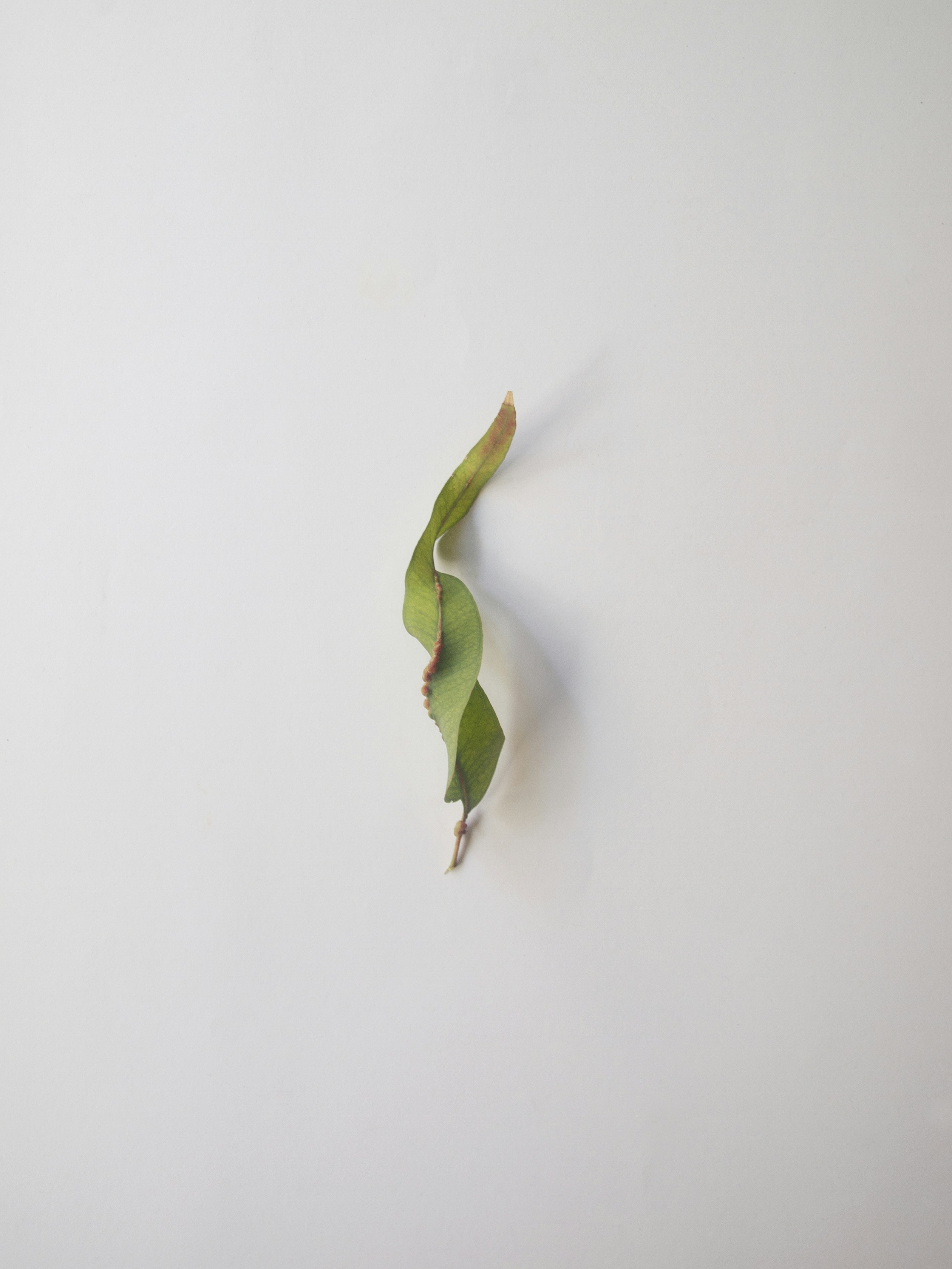 Photo by jonasgarcia