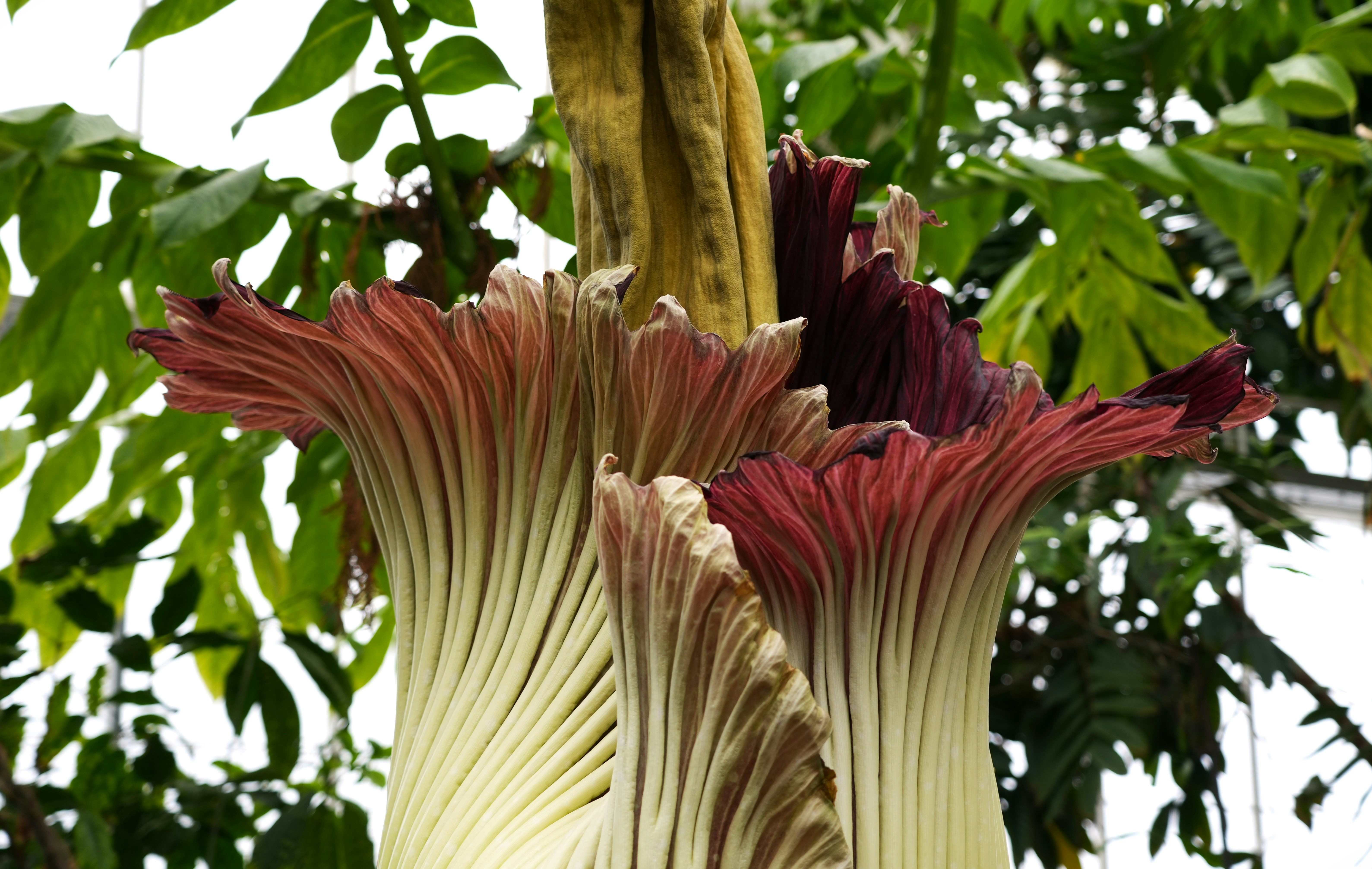 Nahaufnahme einer Blume in einem Baum