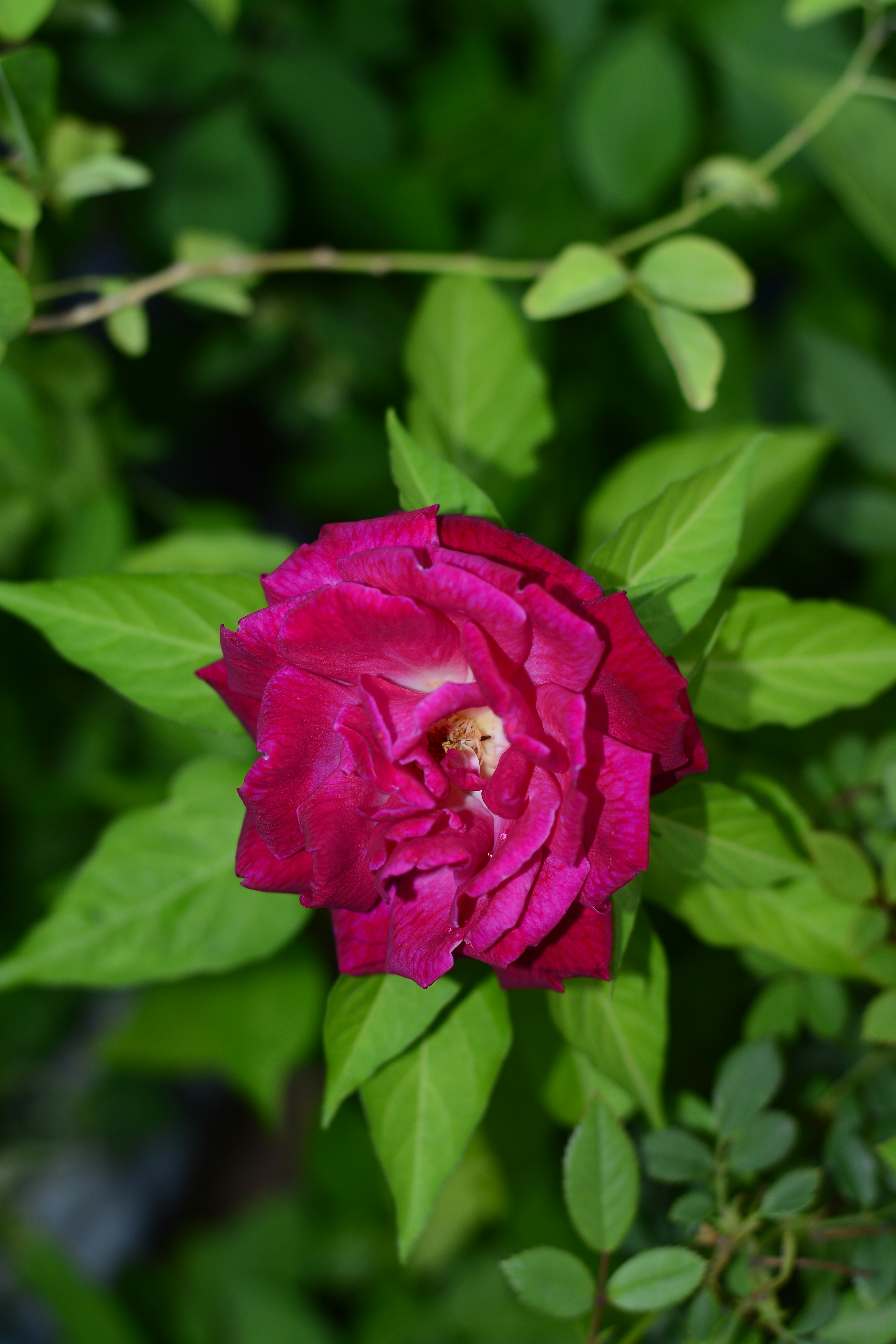 Photo by omkarmahajan162