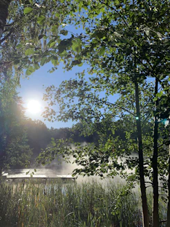 The sun shines through the trees over the water