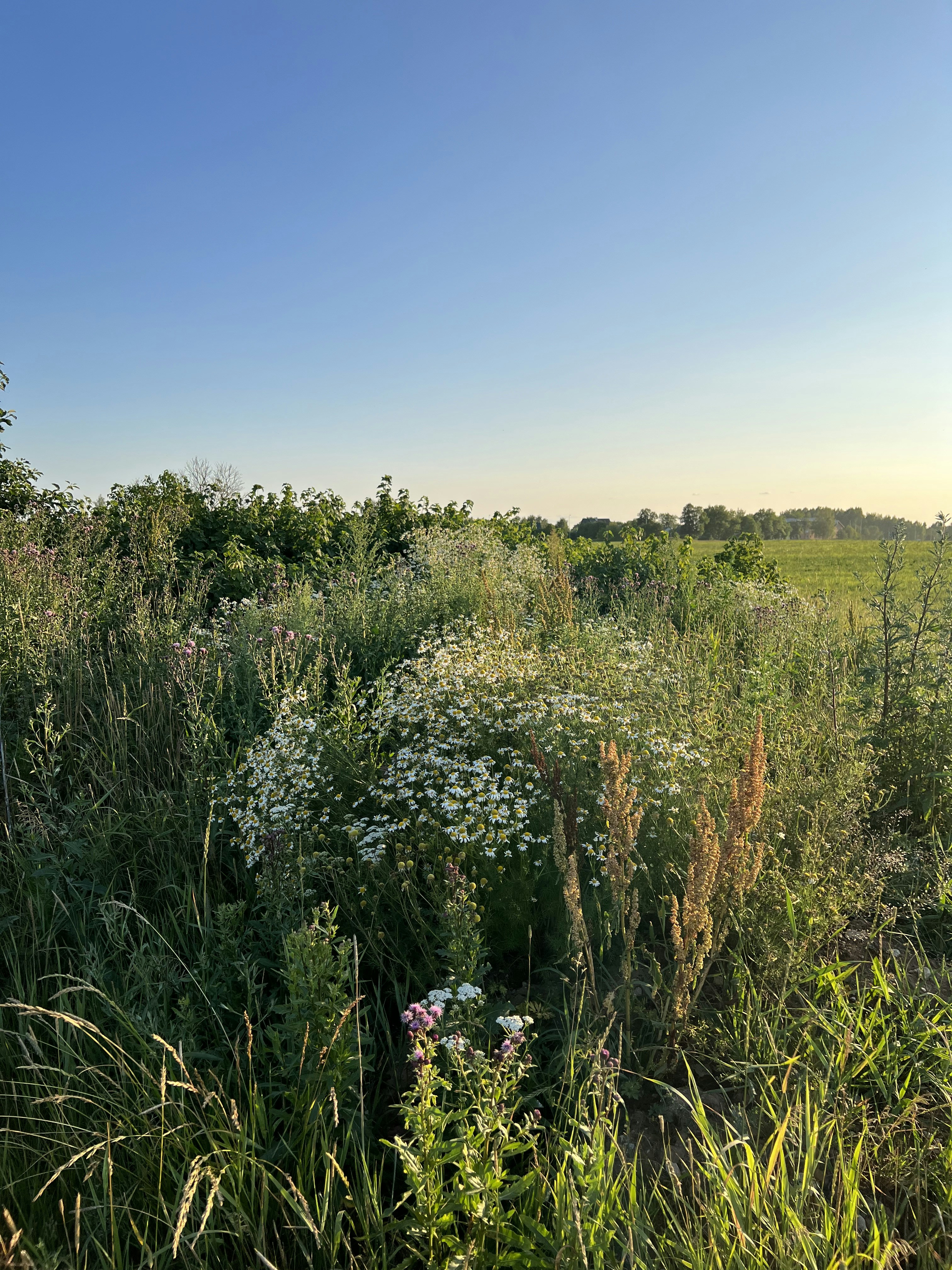 A field of wildflowers and grasses with a blue sky in the background