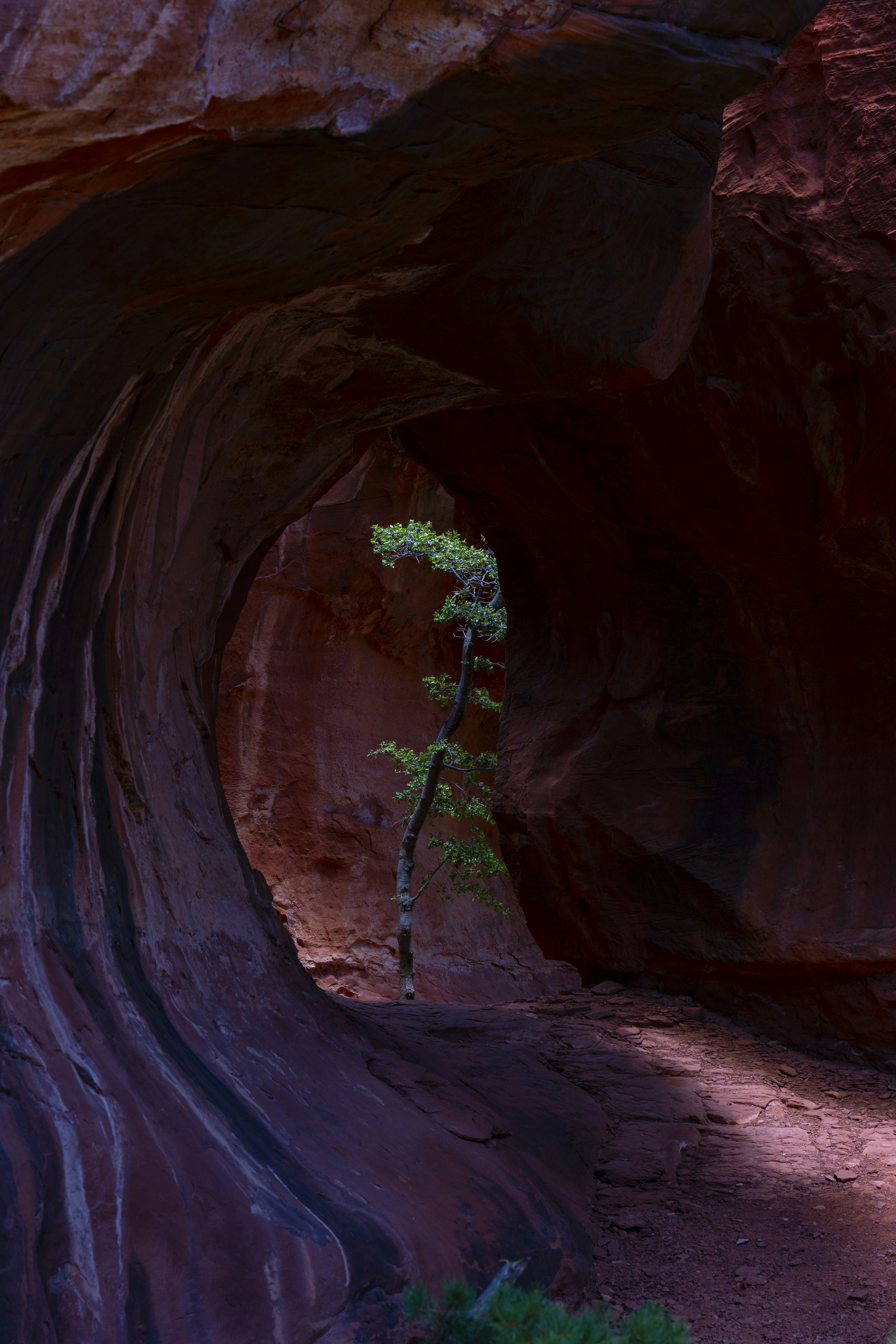 A tree growing out of a crack in the side of a mountain