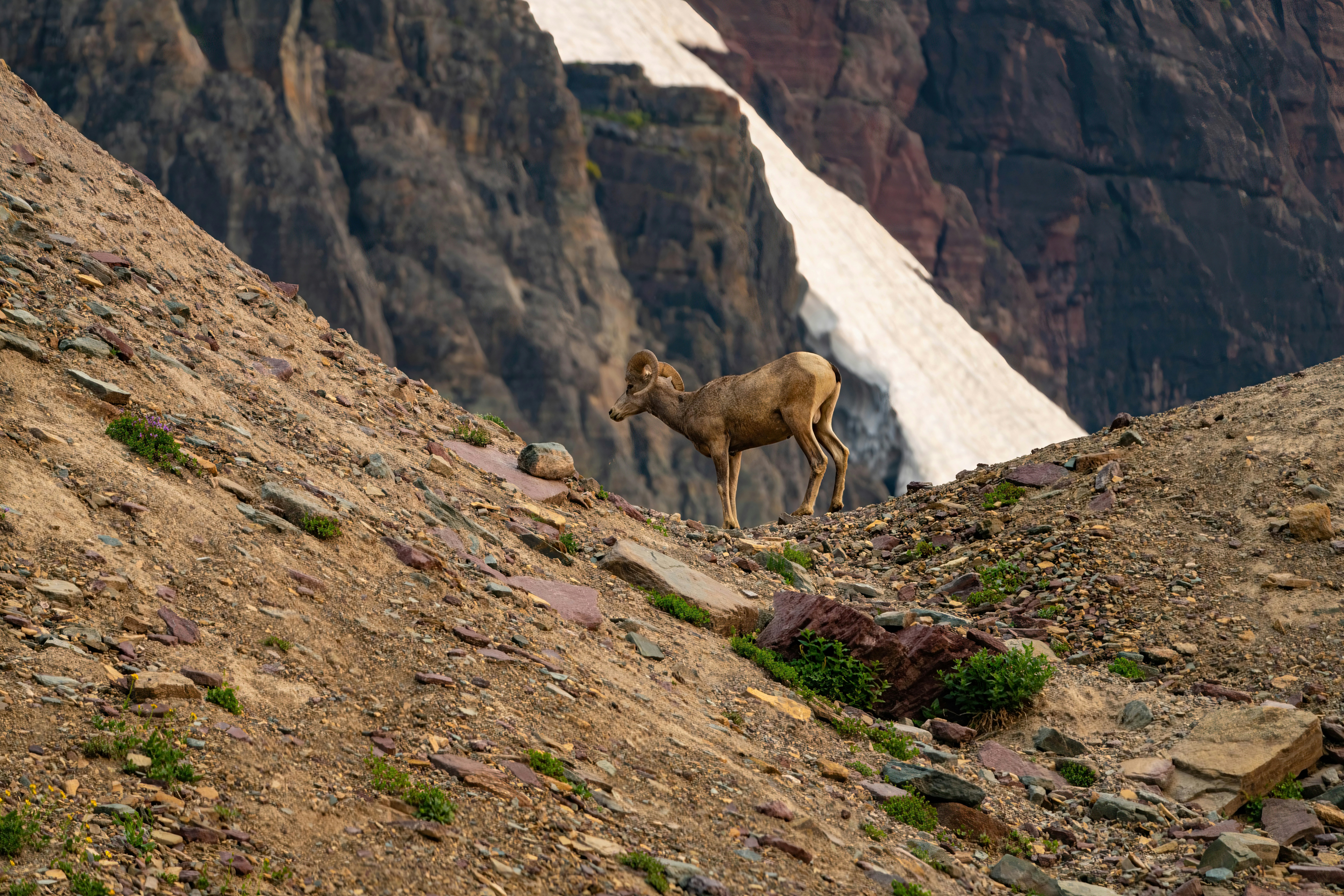 Restoring Biodiversity - 11/11/2025