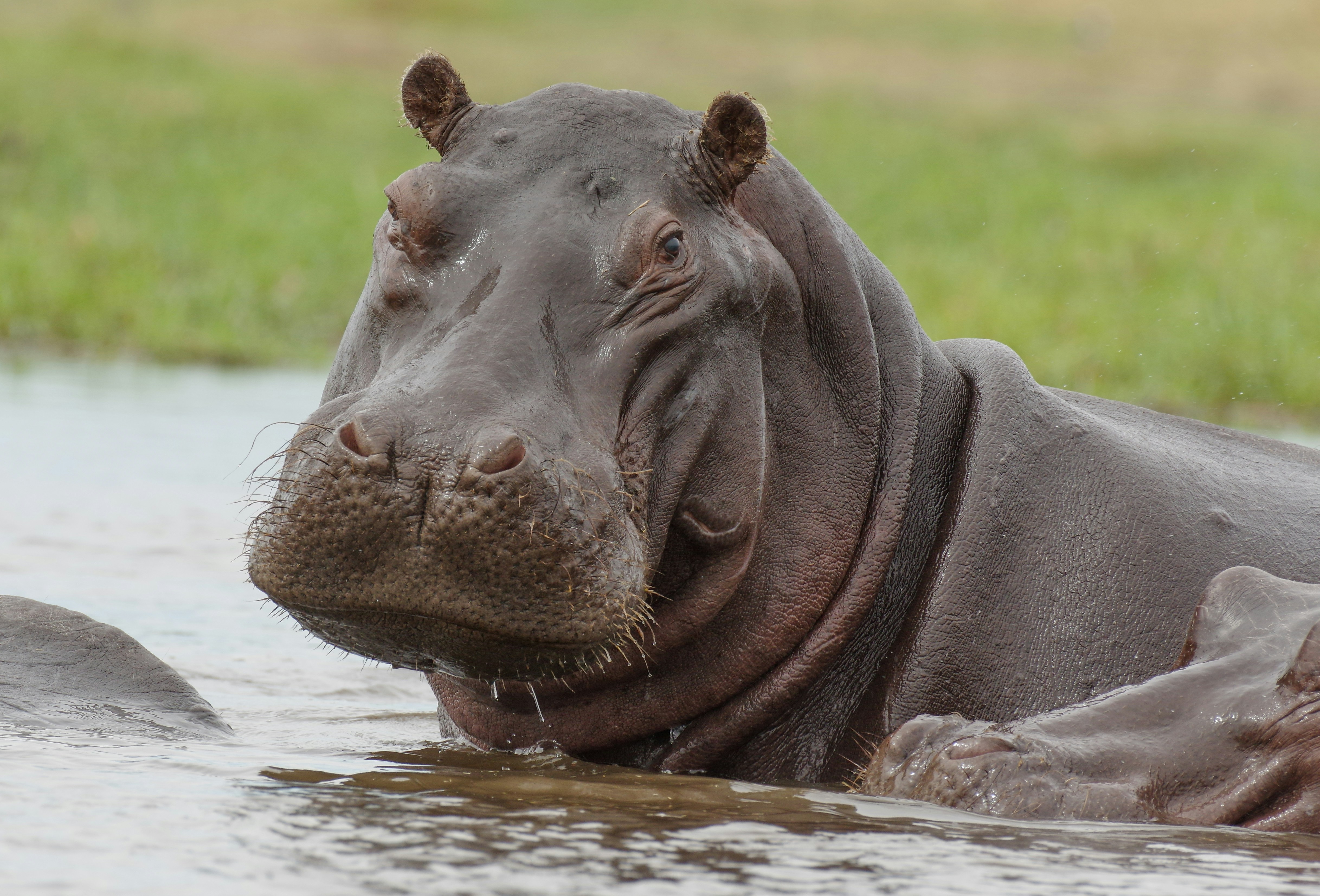 A hippopotamus in a body of water