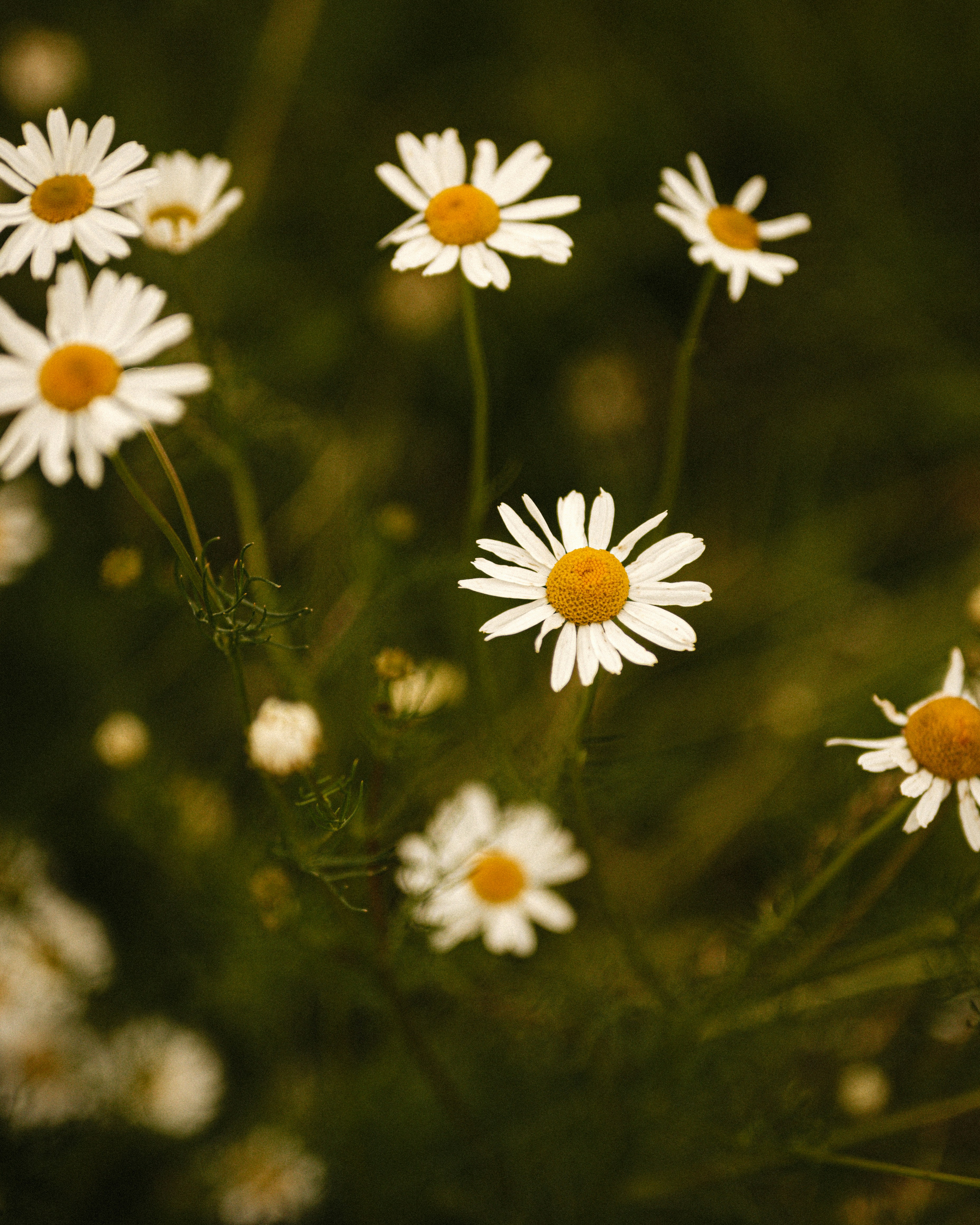 Photo by borysenkodasha