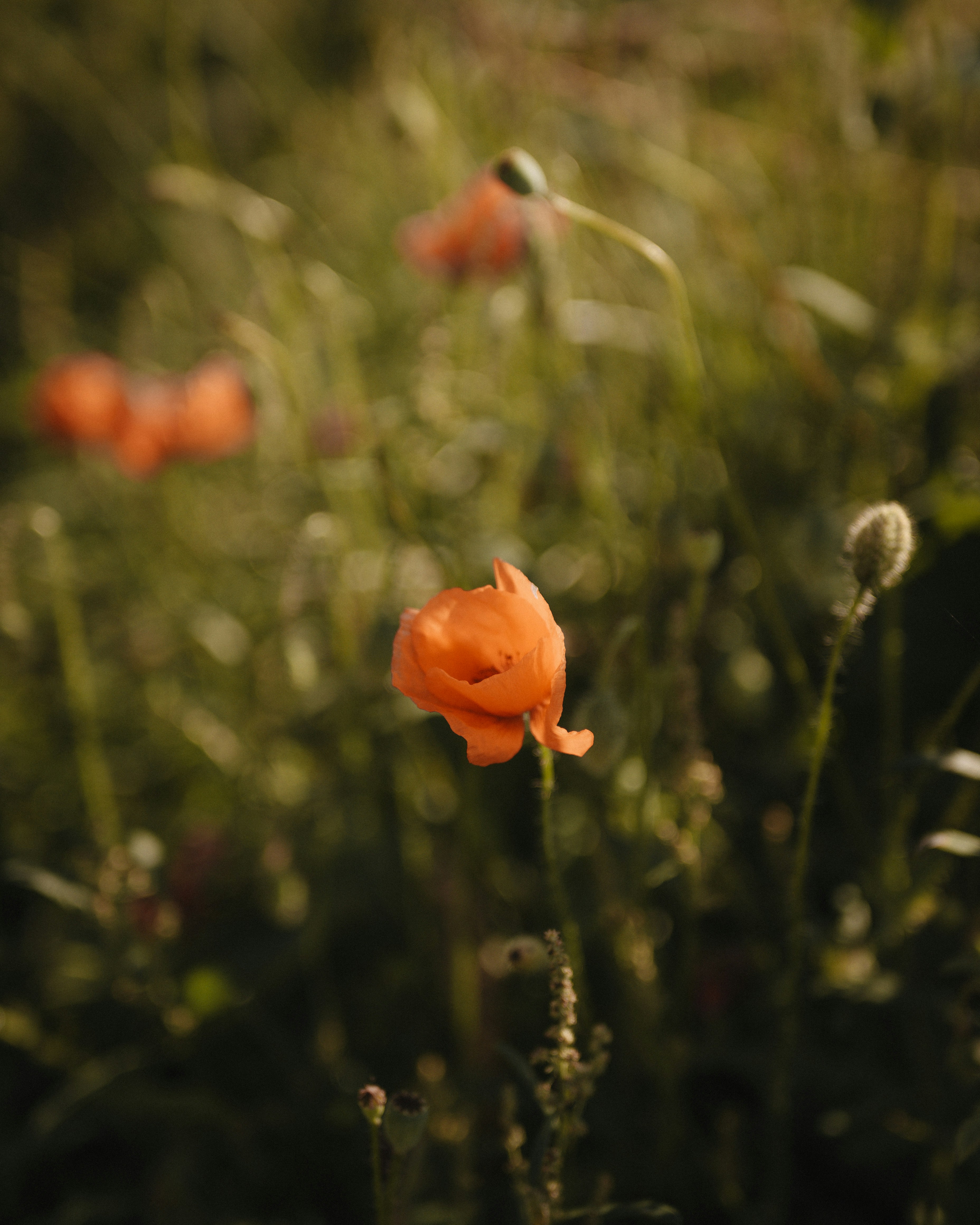 Photo by borysenkodasha