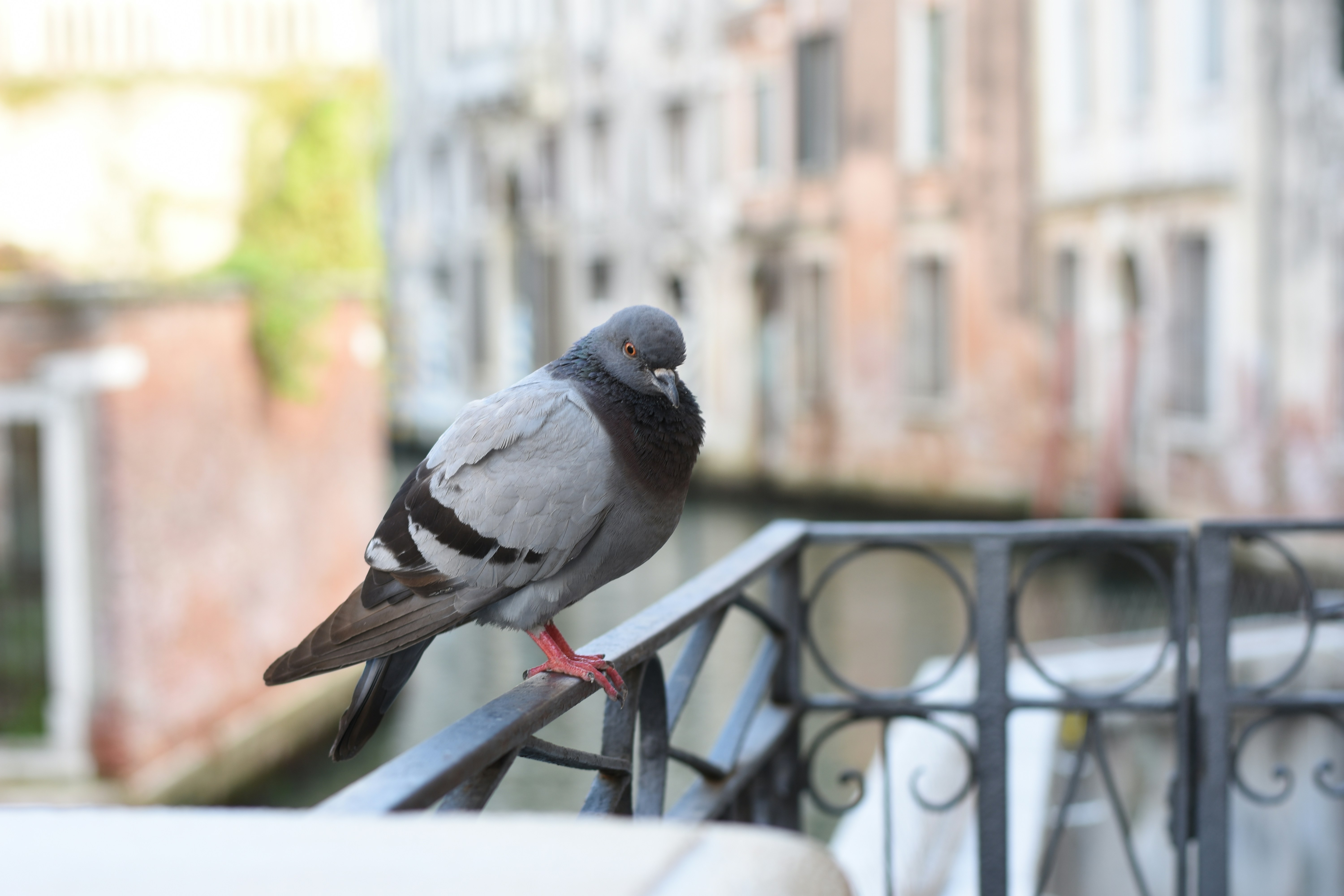 What Are the Most Effective Long-Term Pigeon Control Options