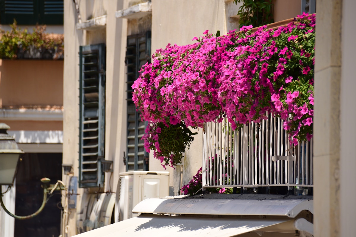 Cascading bright pink petunia flowers overflowing from white balcony railing planter boxes on a European apartment building