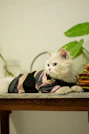 un gato blanco con playera de rayas marrones y grises