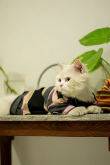 un gato blanco con playera de rayas marrones y grises