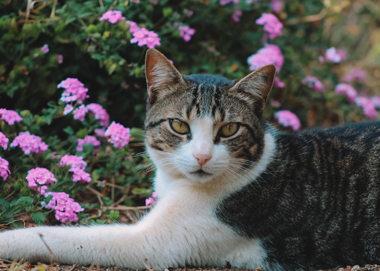 A cat laying on the ground in front of flowers