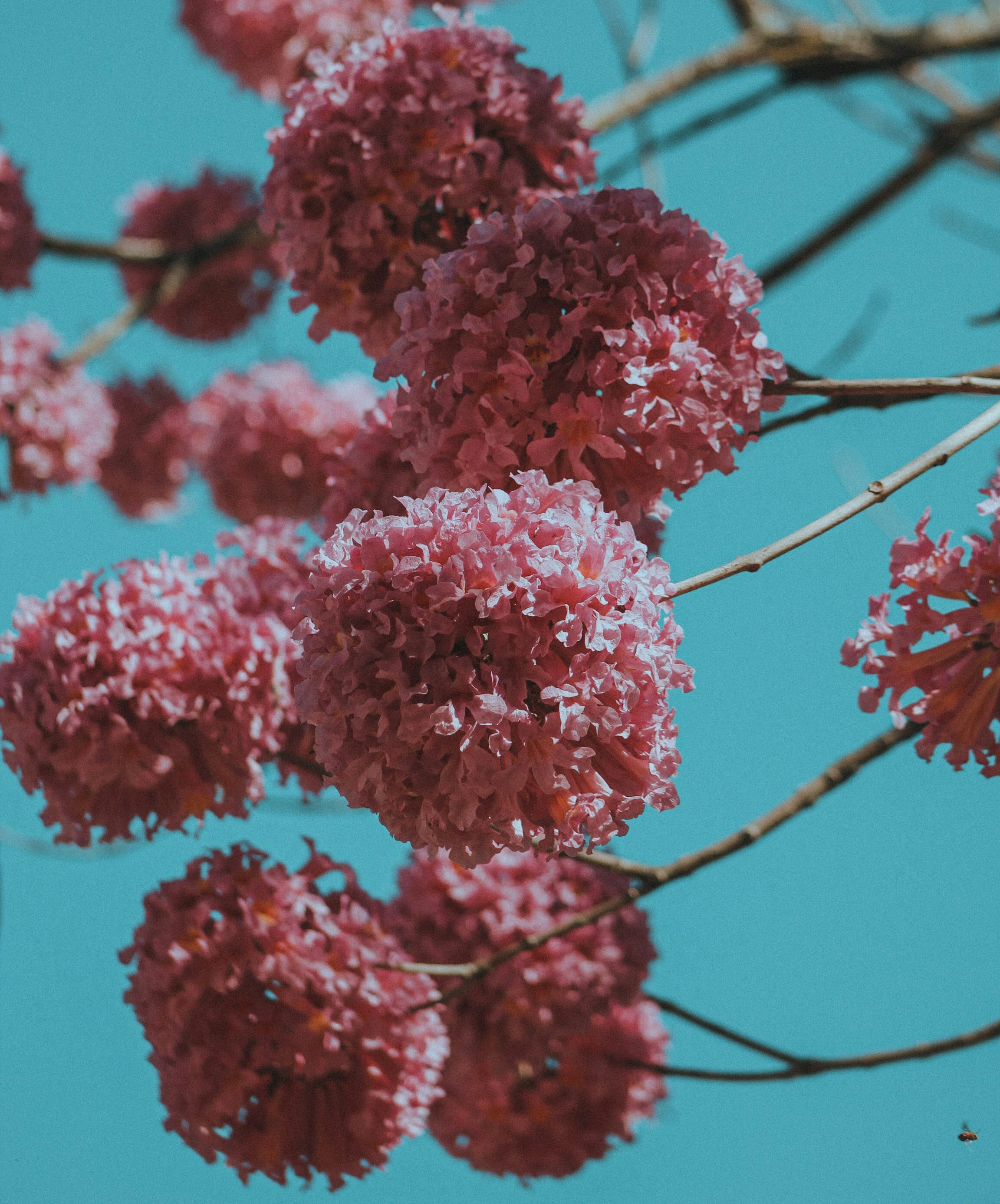 A tree branch with pink flowers covered in snow