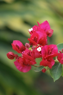 A bunch of red flowers with green leaves in the background