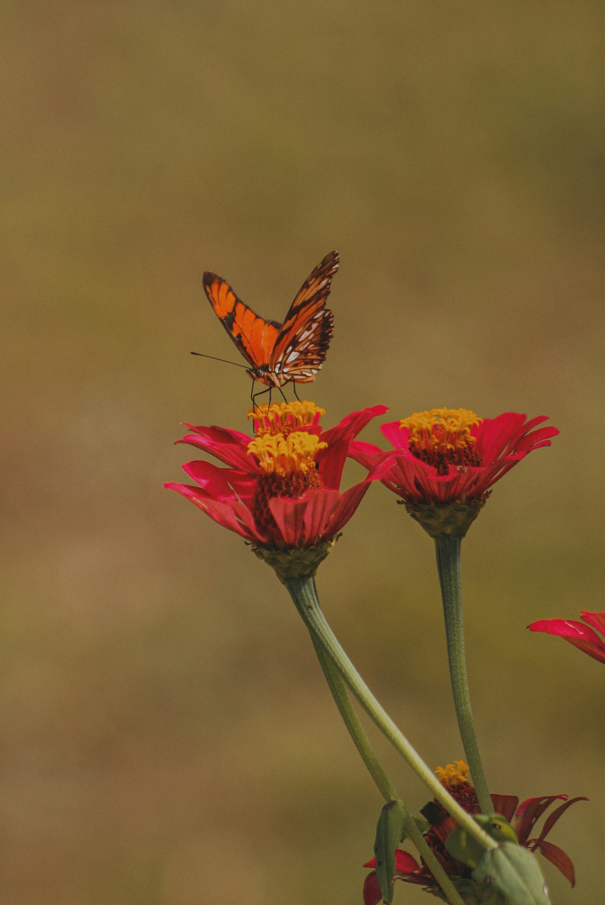 A small orange butterfly sitting on top of a red flower