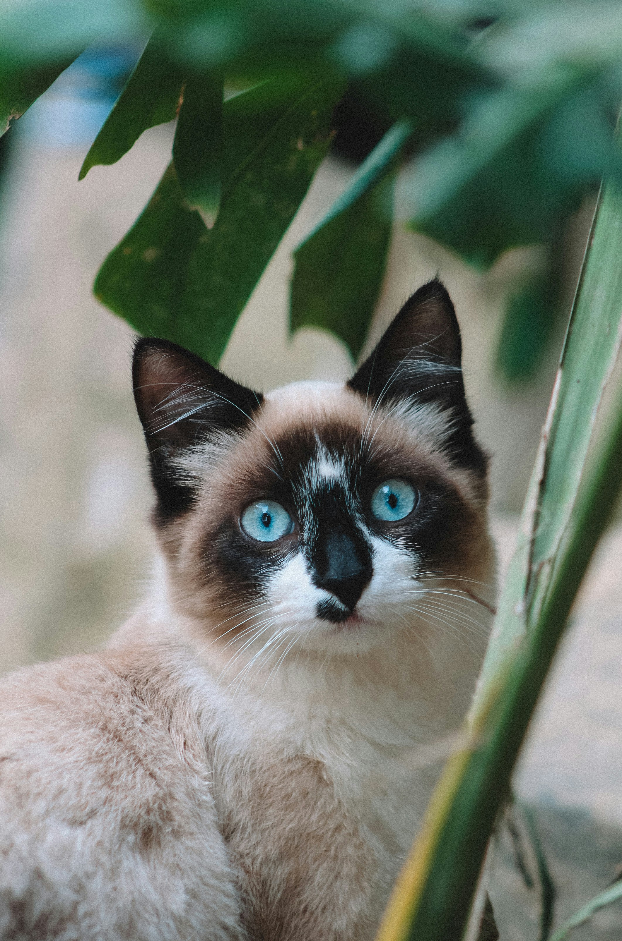 Siamese Cat