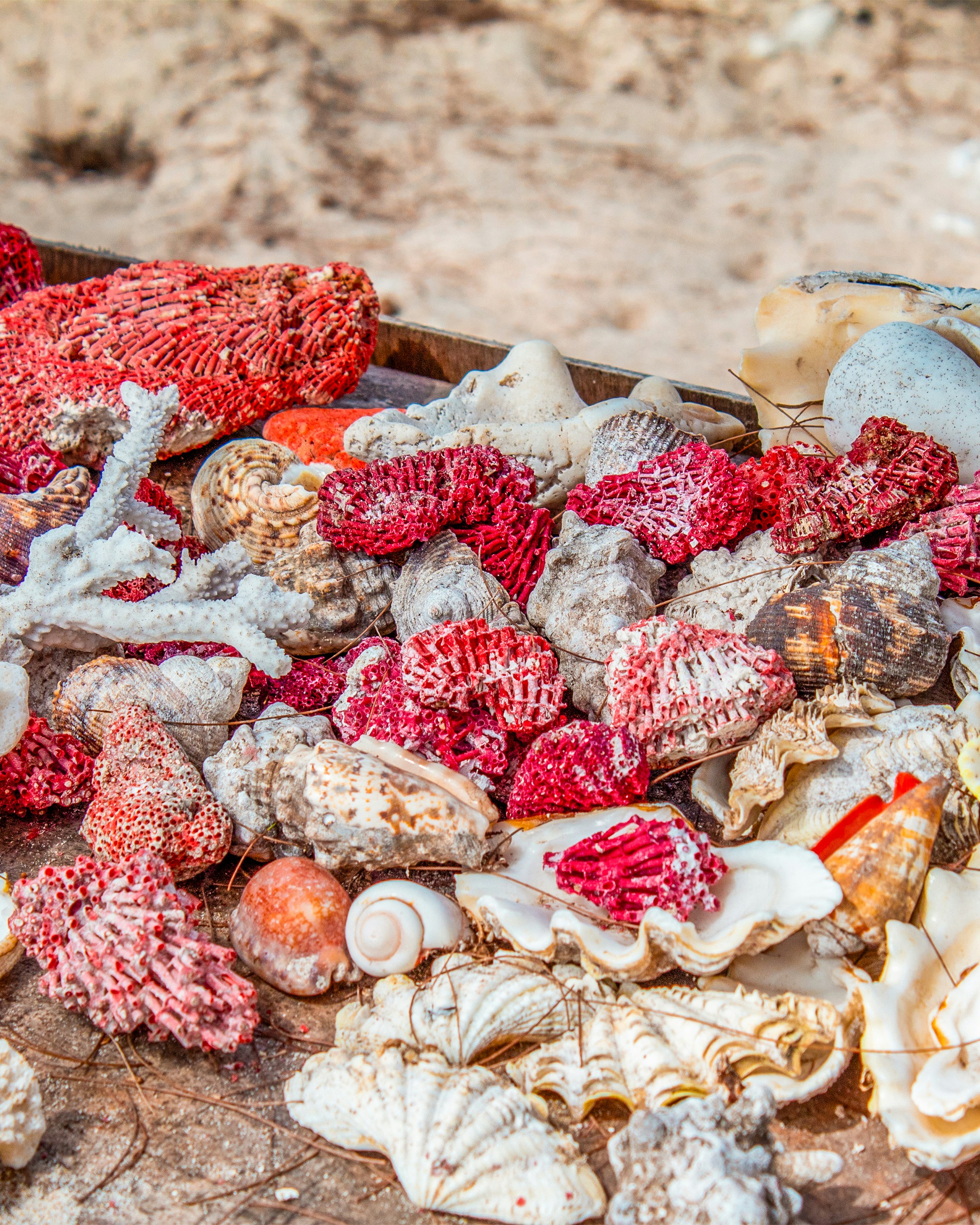 A bunch of seashells that are laying on the ground