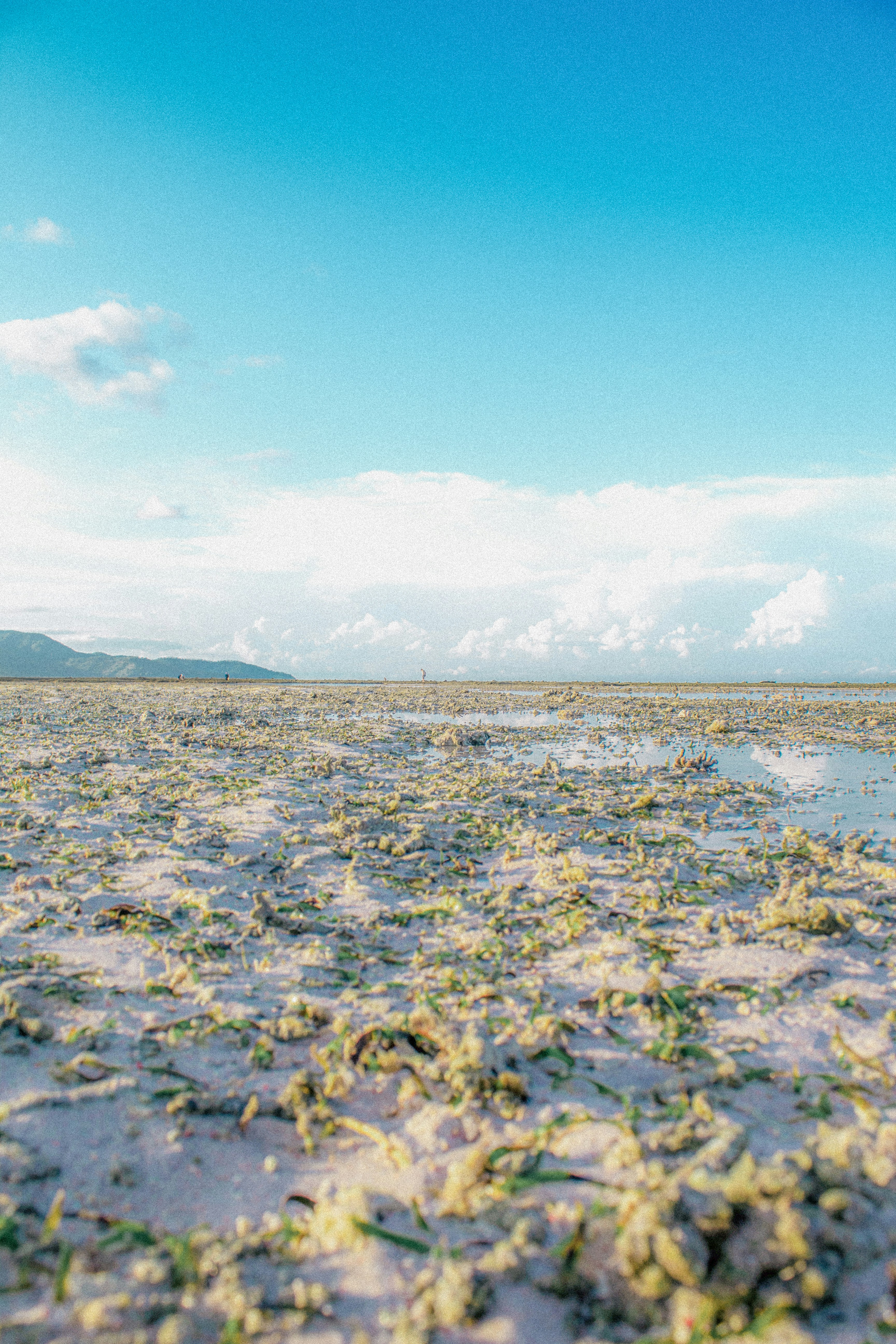 A beach covered in grass under a blue sky