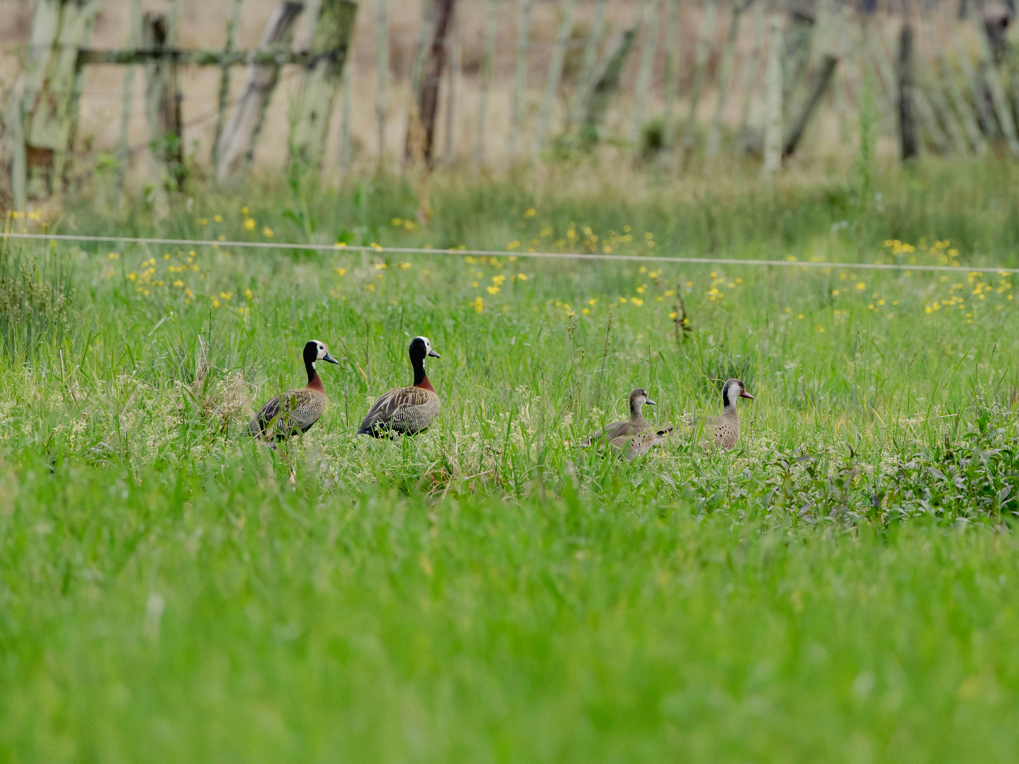 Photo by matheuskprot