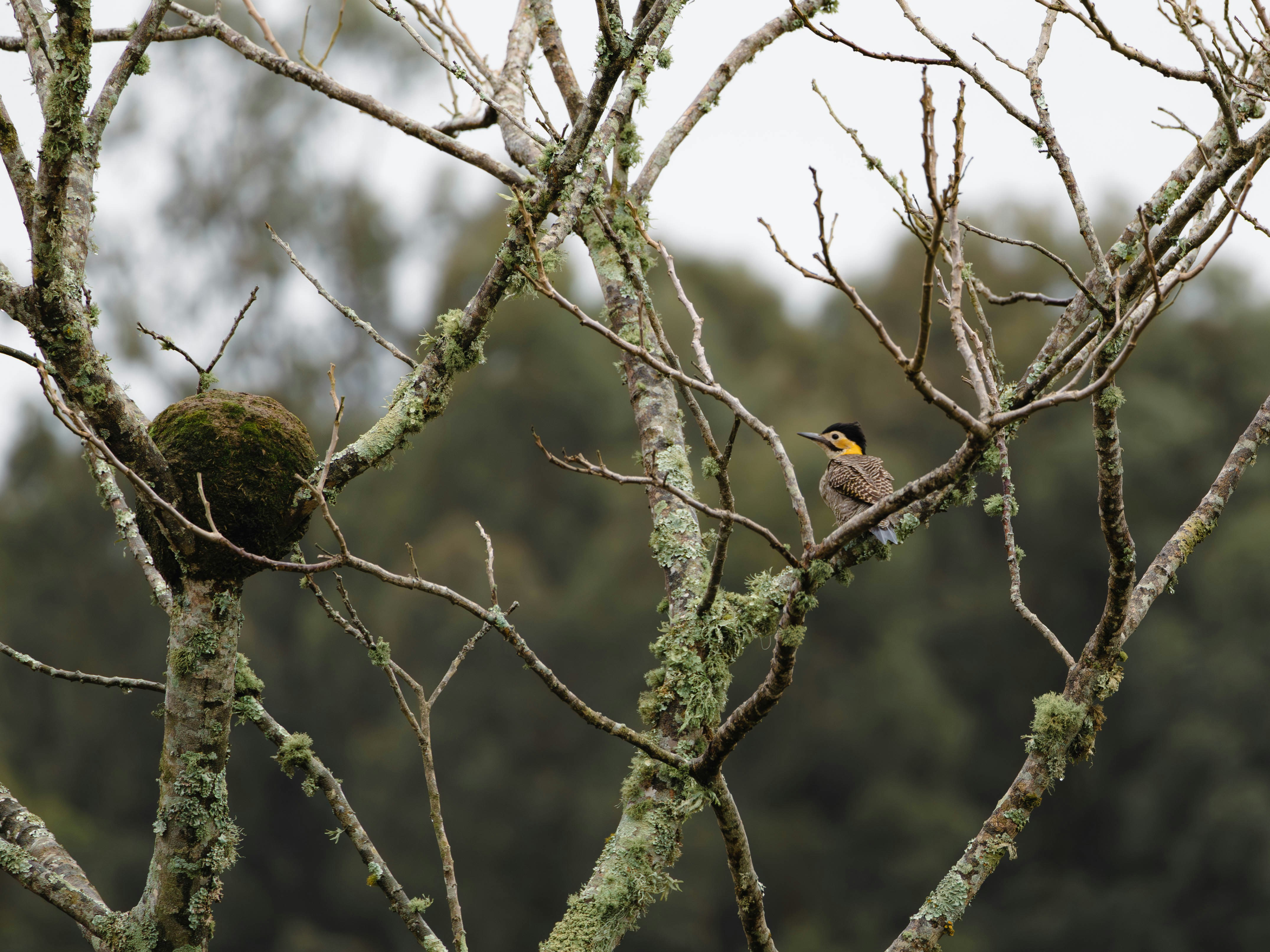 Photo by matheuskprot