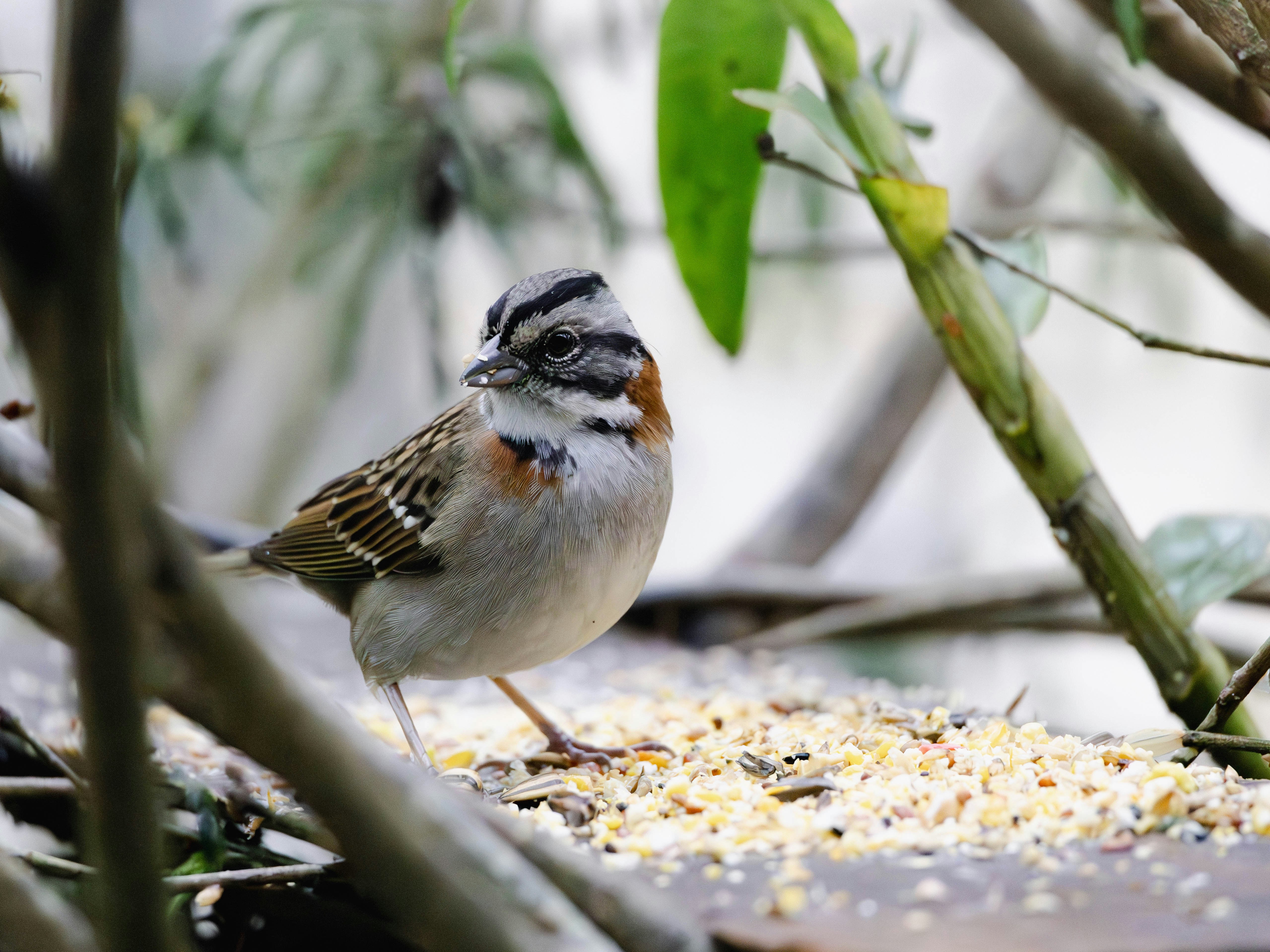 Photo by matheuskprot