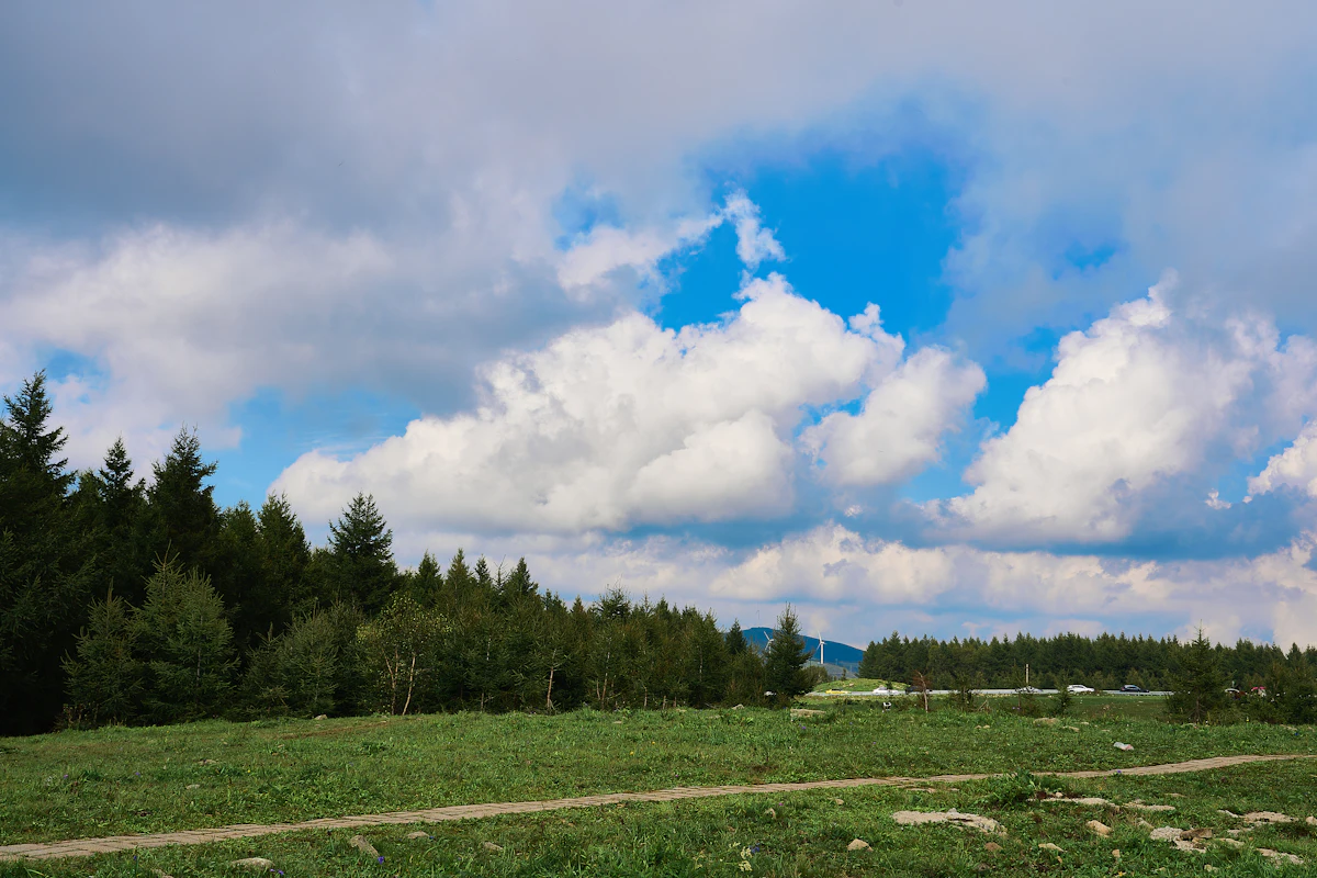 A dirt track across a meadow lined with firs in Chongli, Zhangjiakou, under white clouds