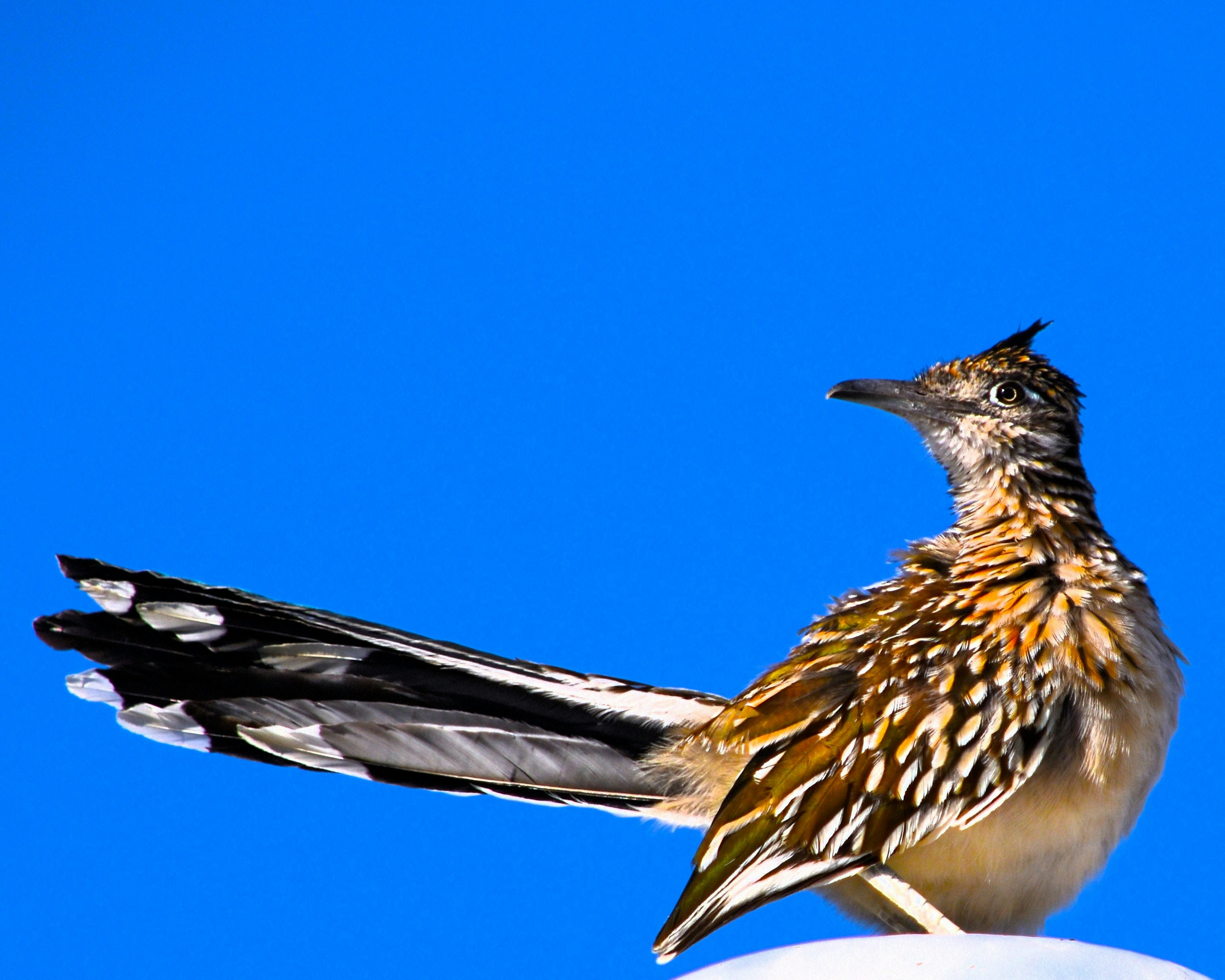 A bird perched on top of a white object