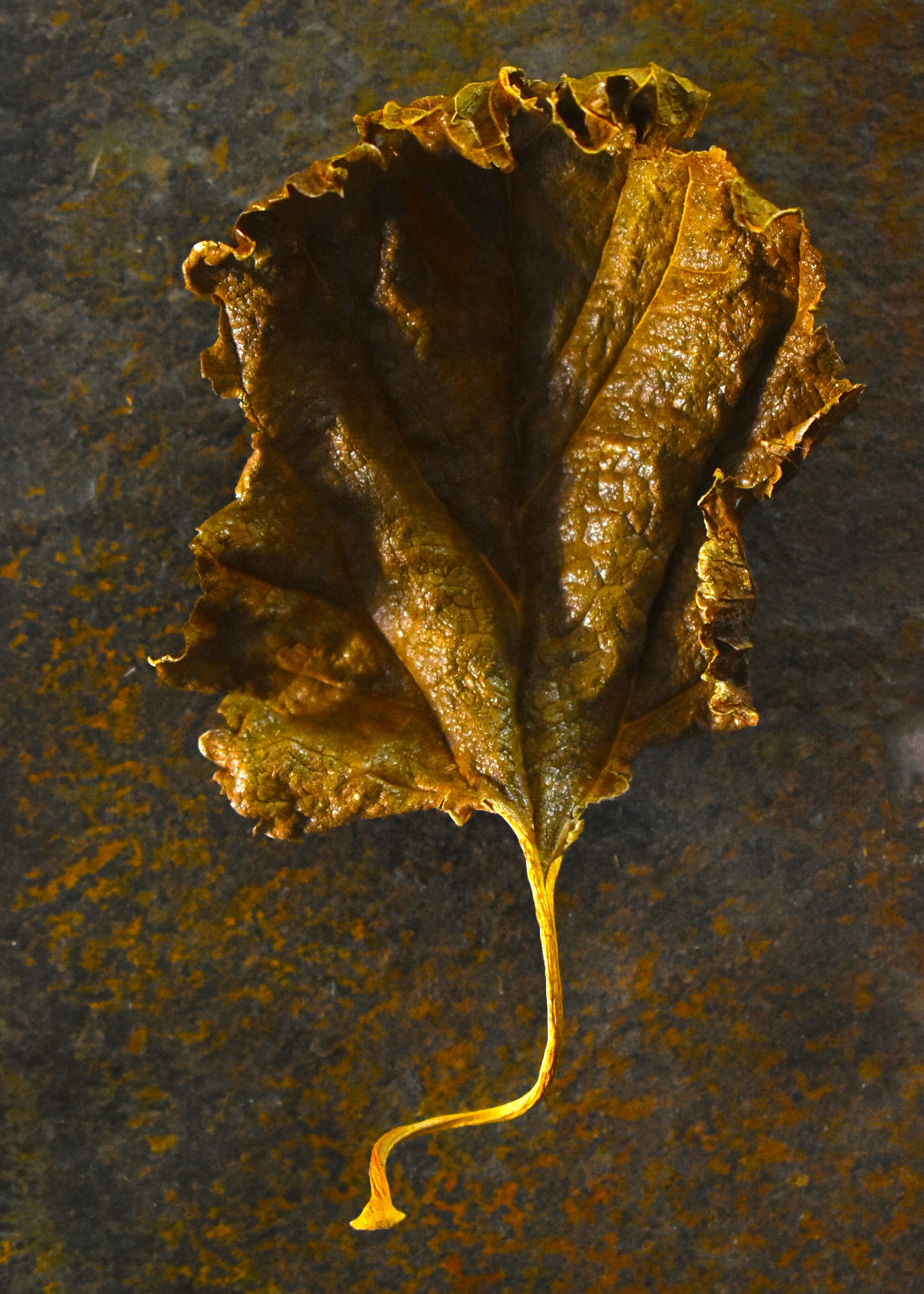 Una hoja seca sobre una superficie oxidada