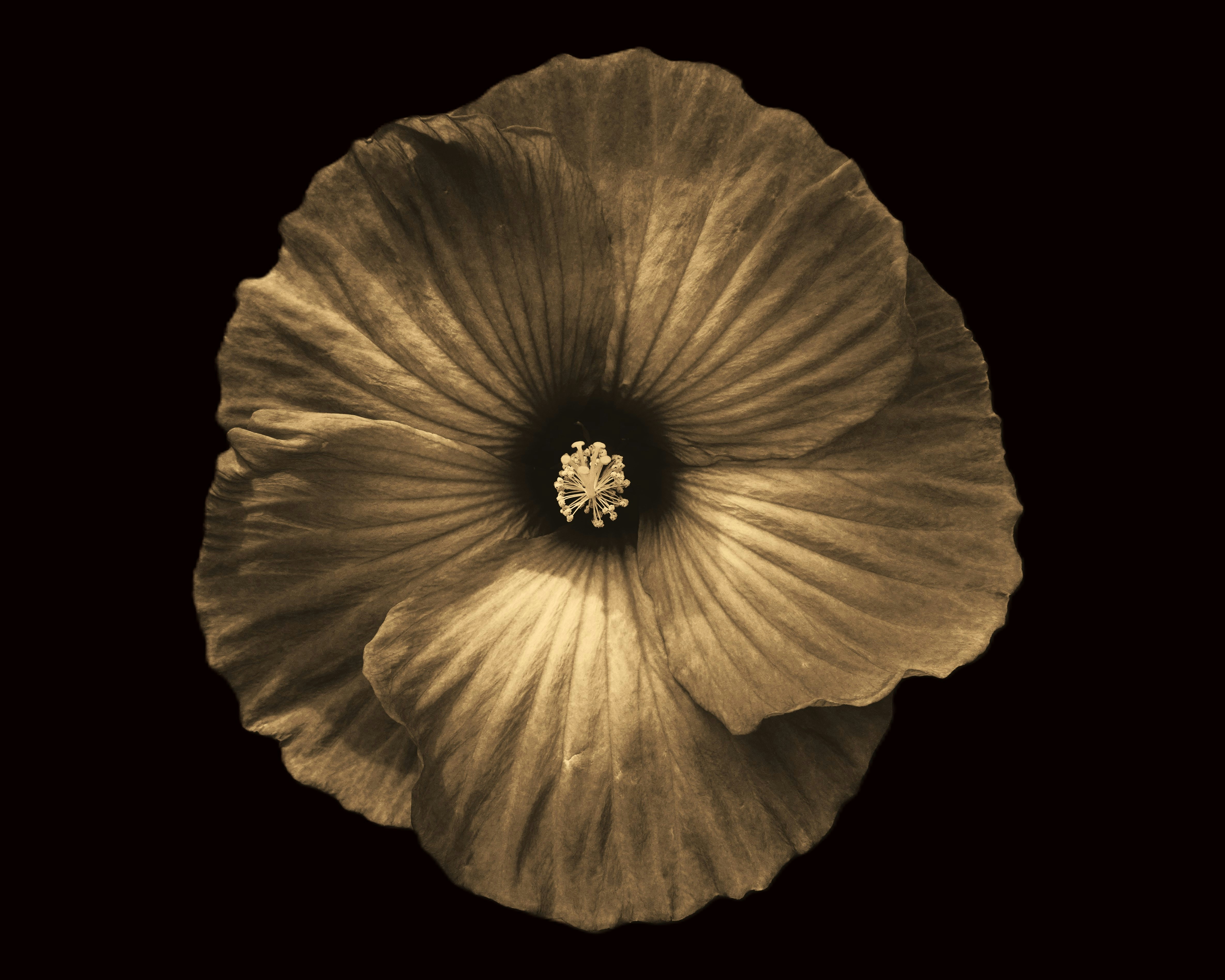 Un primer plano de una flor sobre un fondo negro