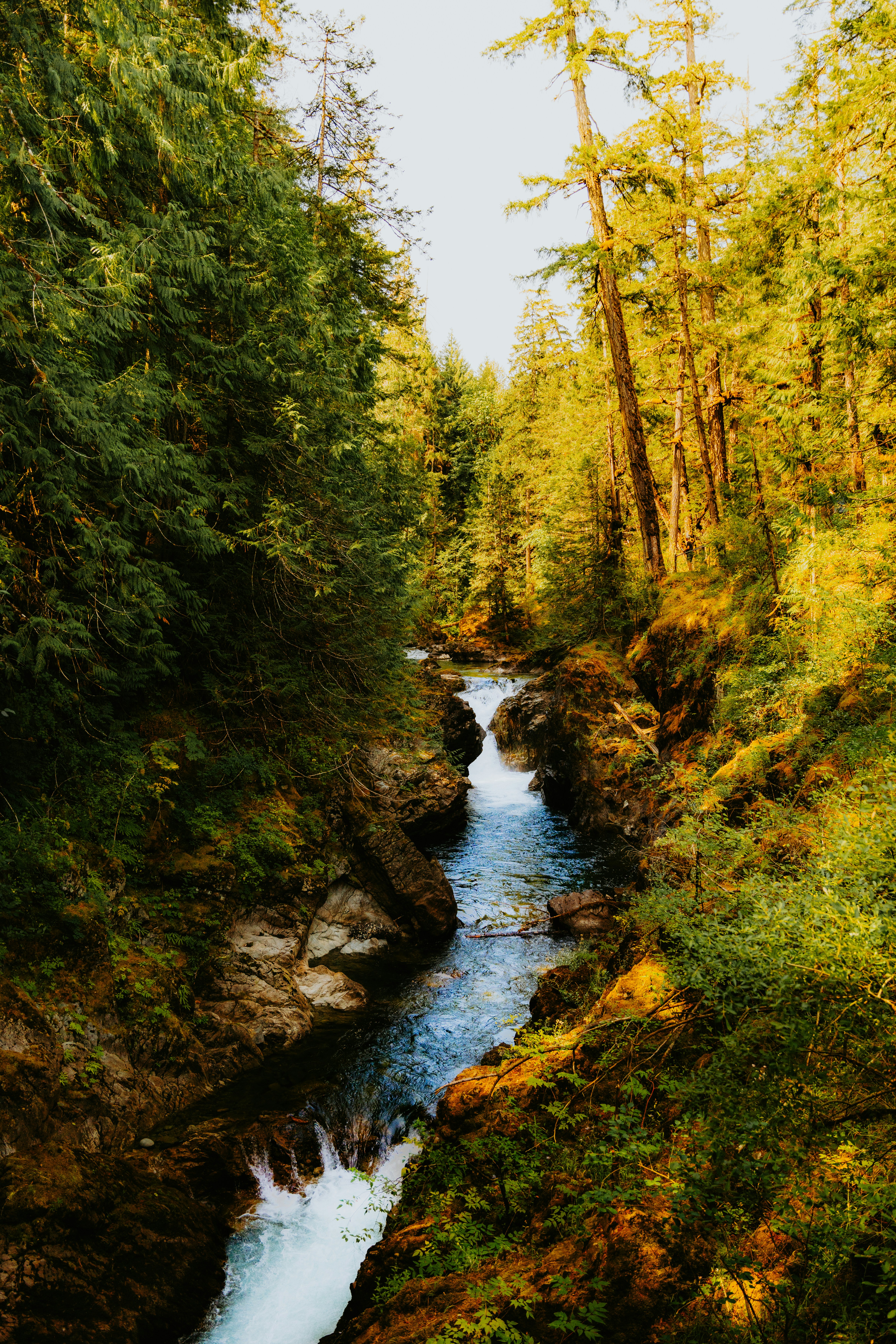 Un ruisseau qui traverse une forêt verdoyante photo – Image gratuite de  Forêt sur Unsplash, image size:3000x4500
