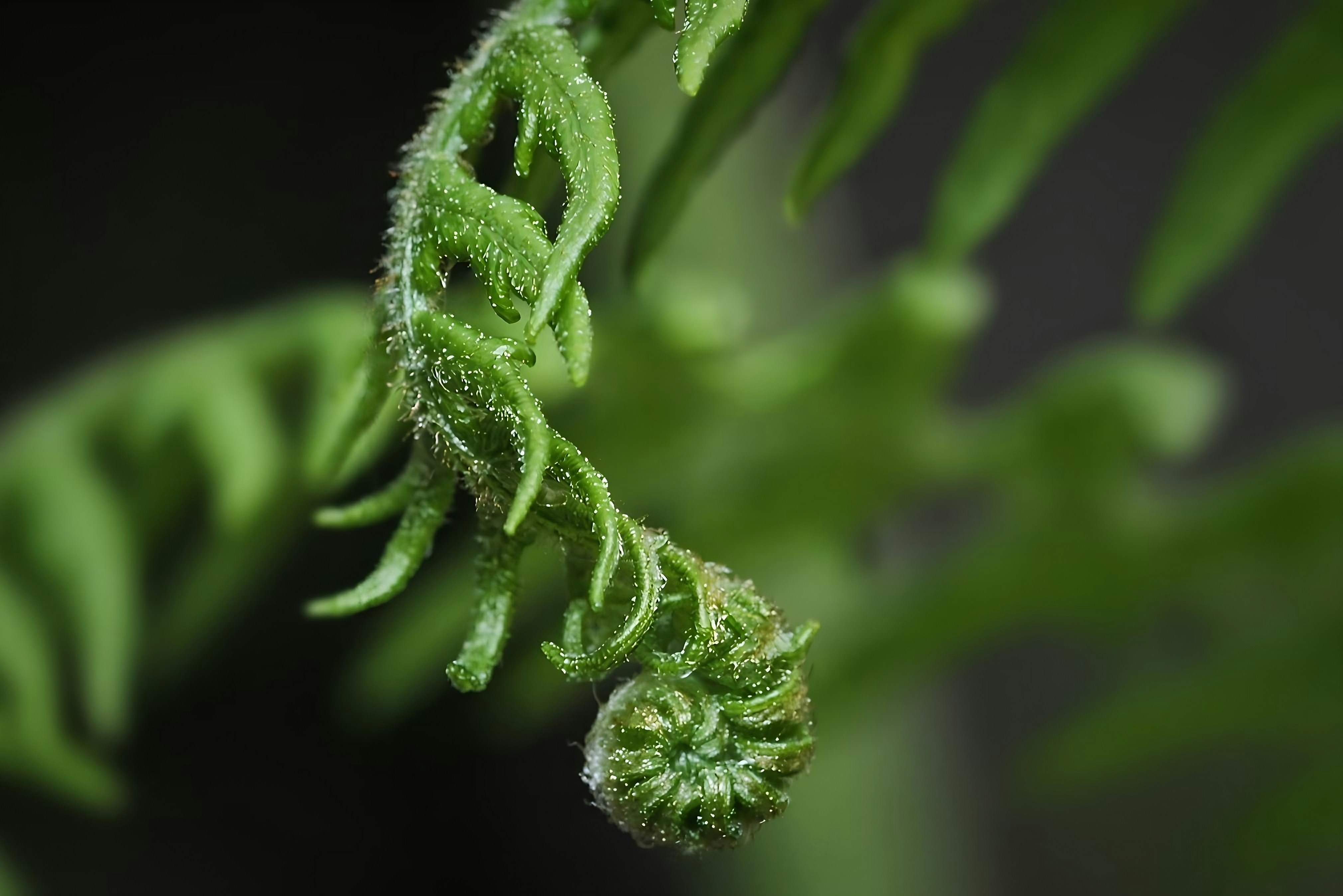 strain Profiles⁢ to seek ⁢for⁢ Deep relaxation Myrcene Rich Kush Lineage Recommendations