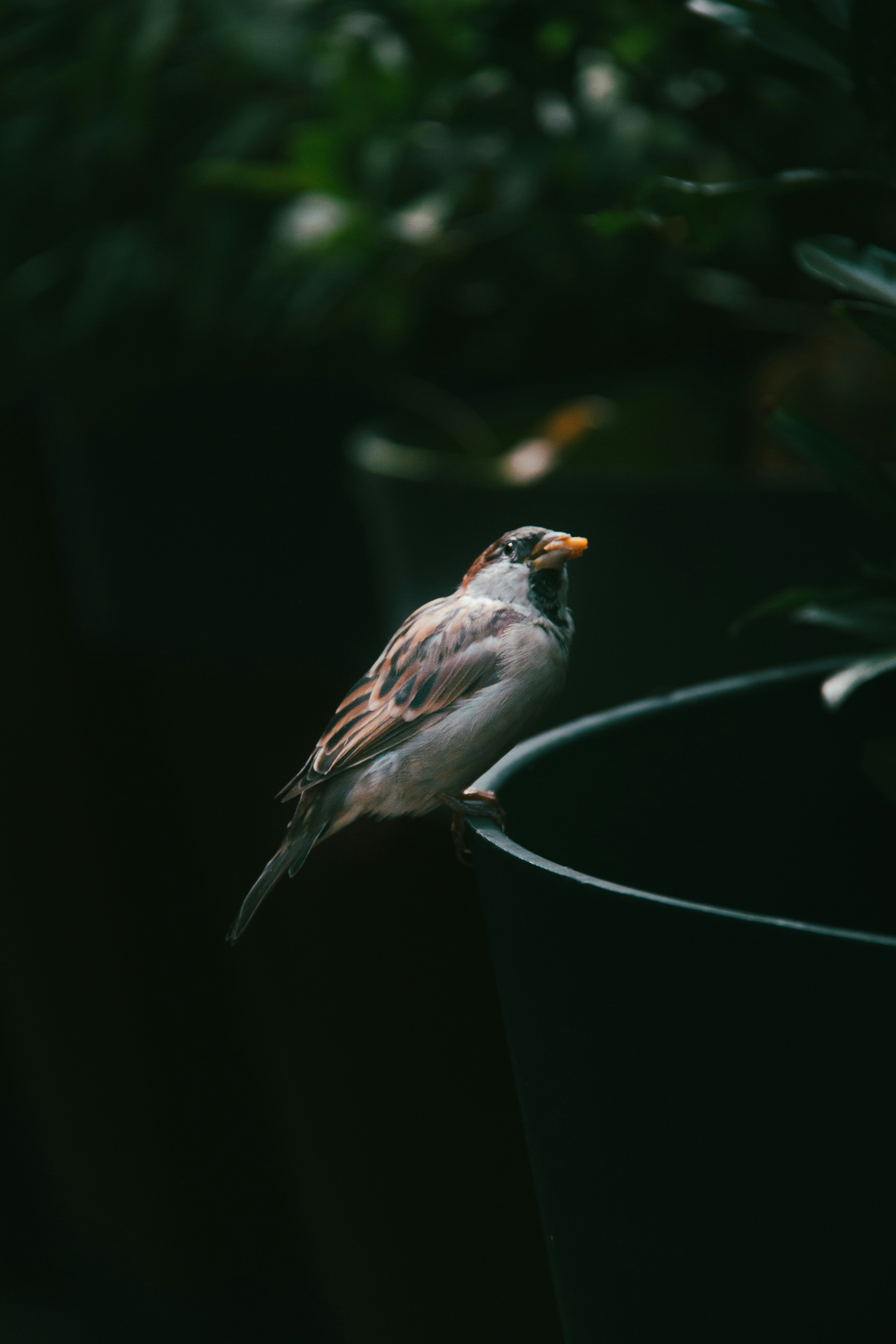 The Suspicious Robin: Master of the Warning Call (image credits: unsplash)