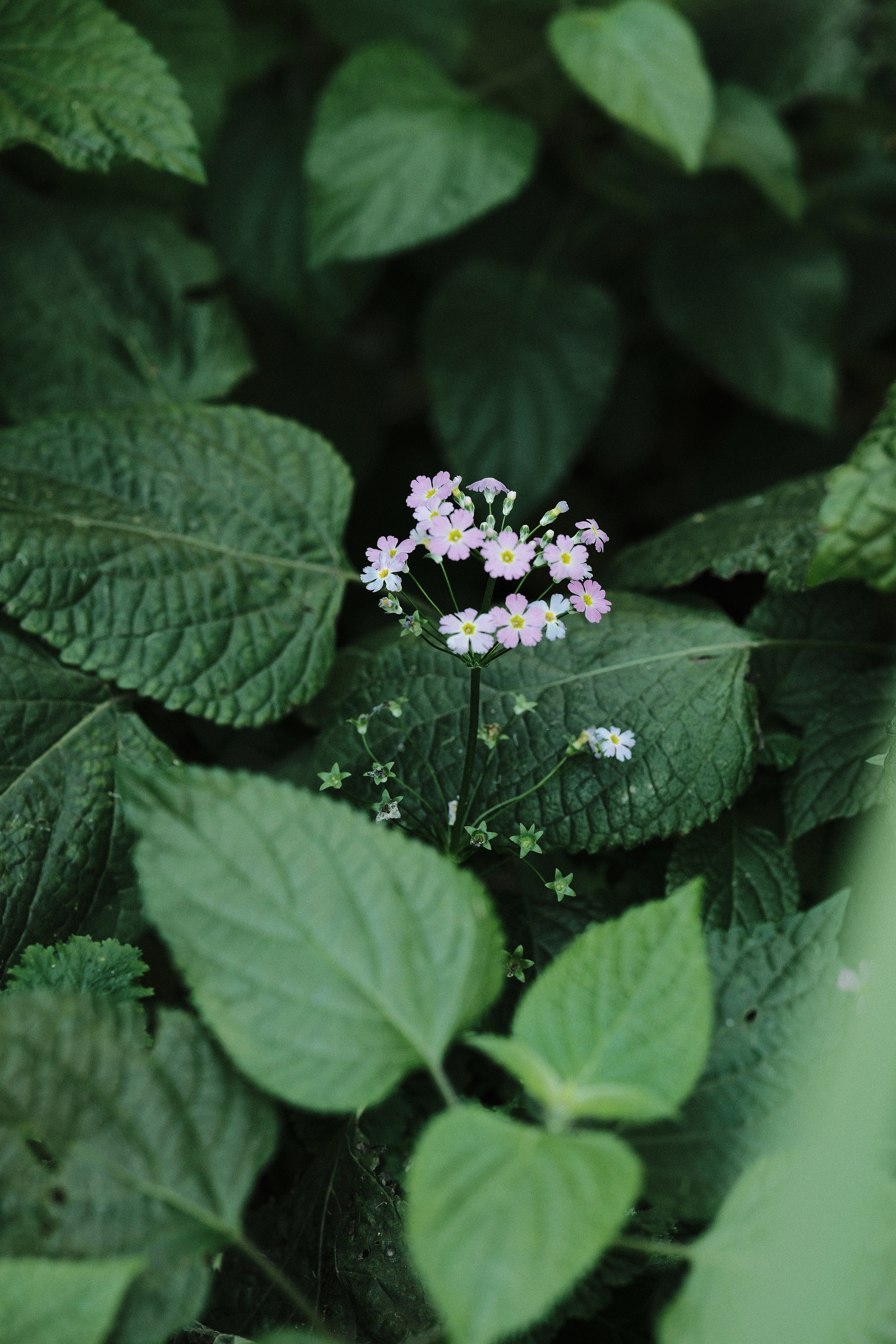 Photo by ginkgoshutter