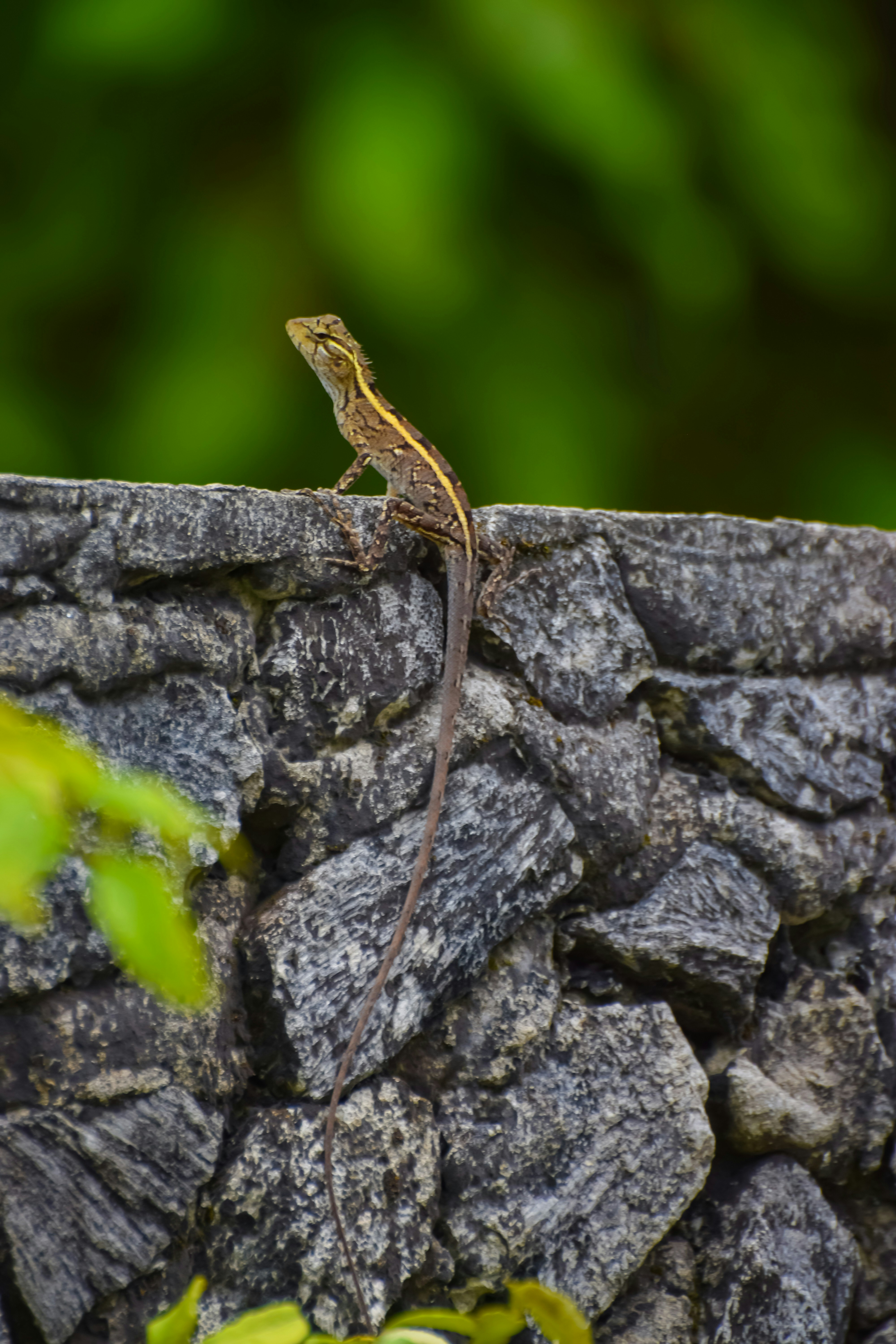 Photo by dhonaadhanu