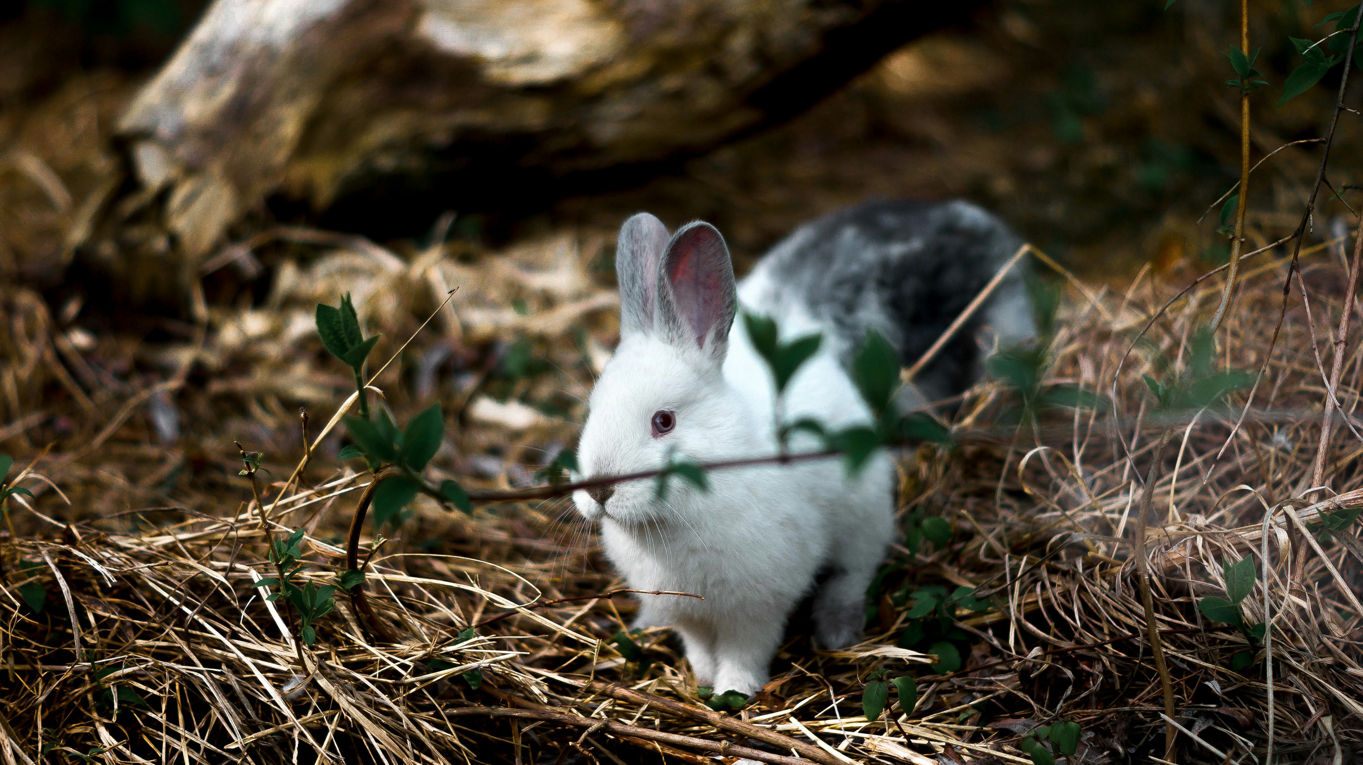 A small rabbit is sitting in the grass