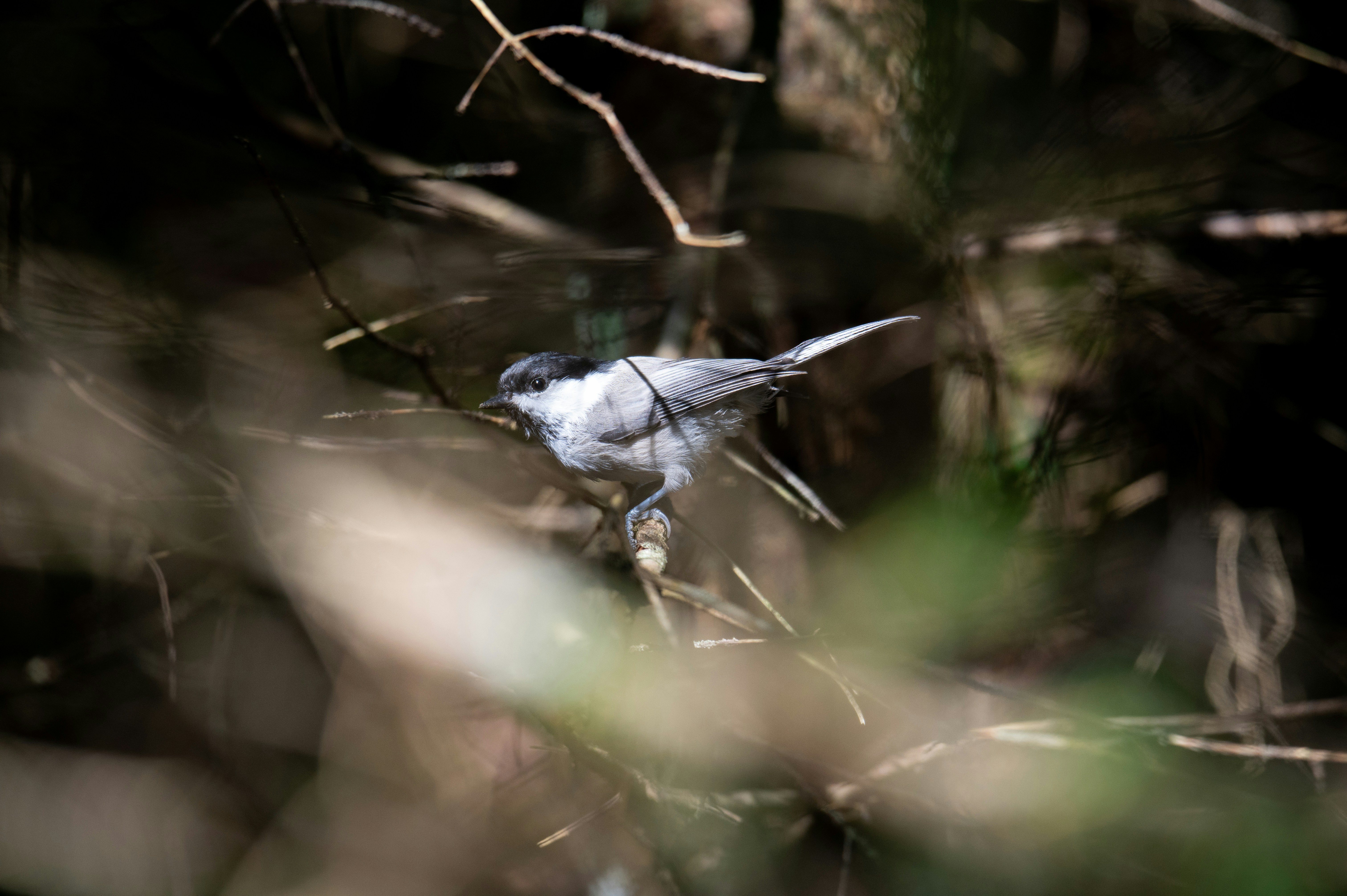 Photo by untitled_dream