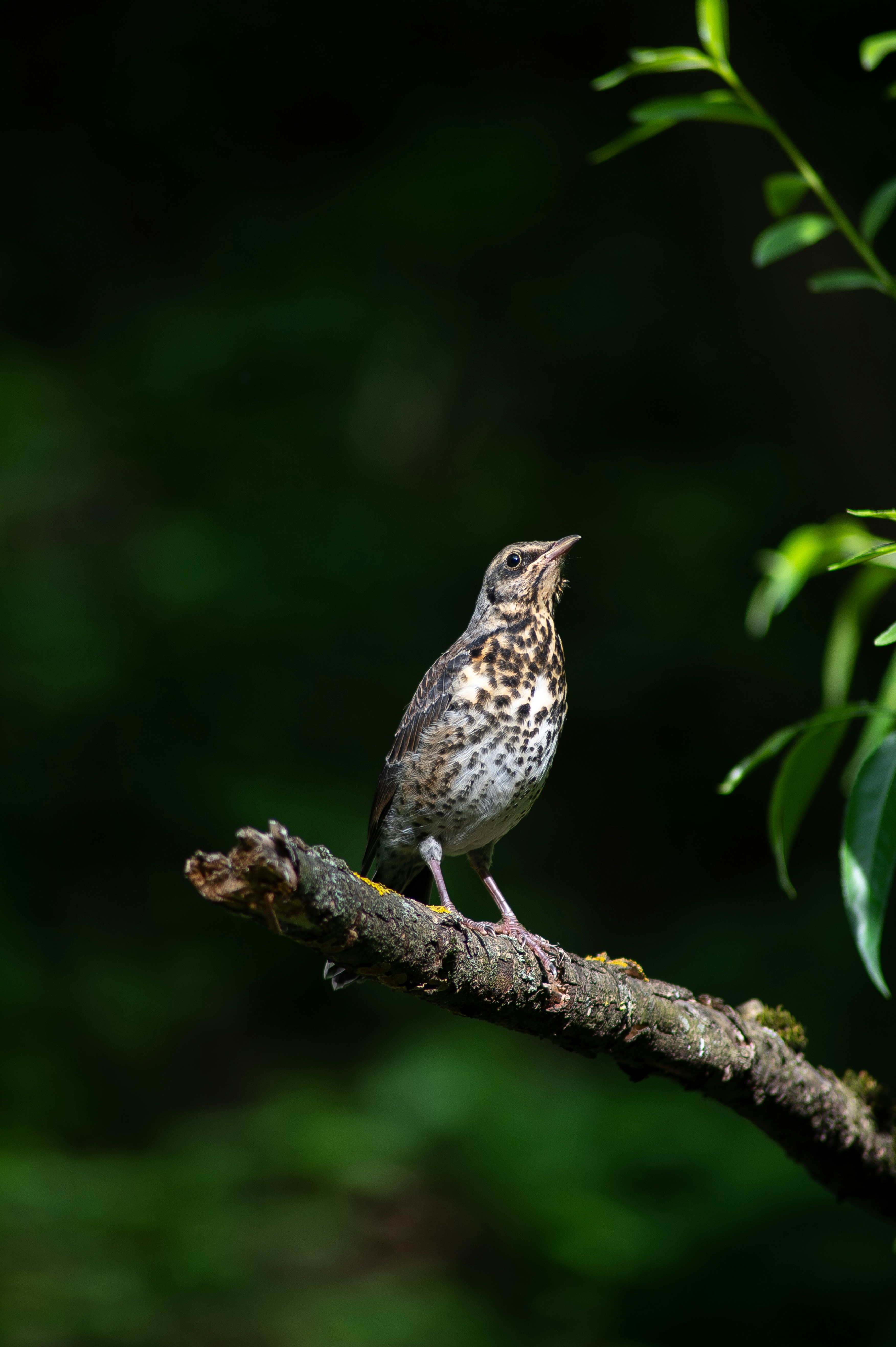 鳥が木の枝にとまっていますの写真 – Unsplashの動物の無料画像