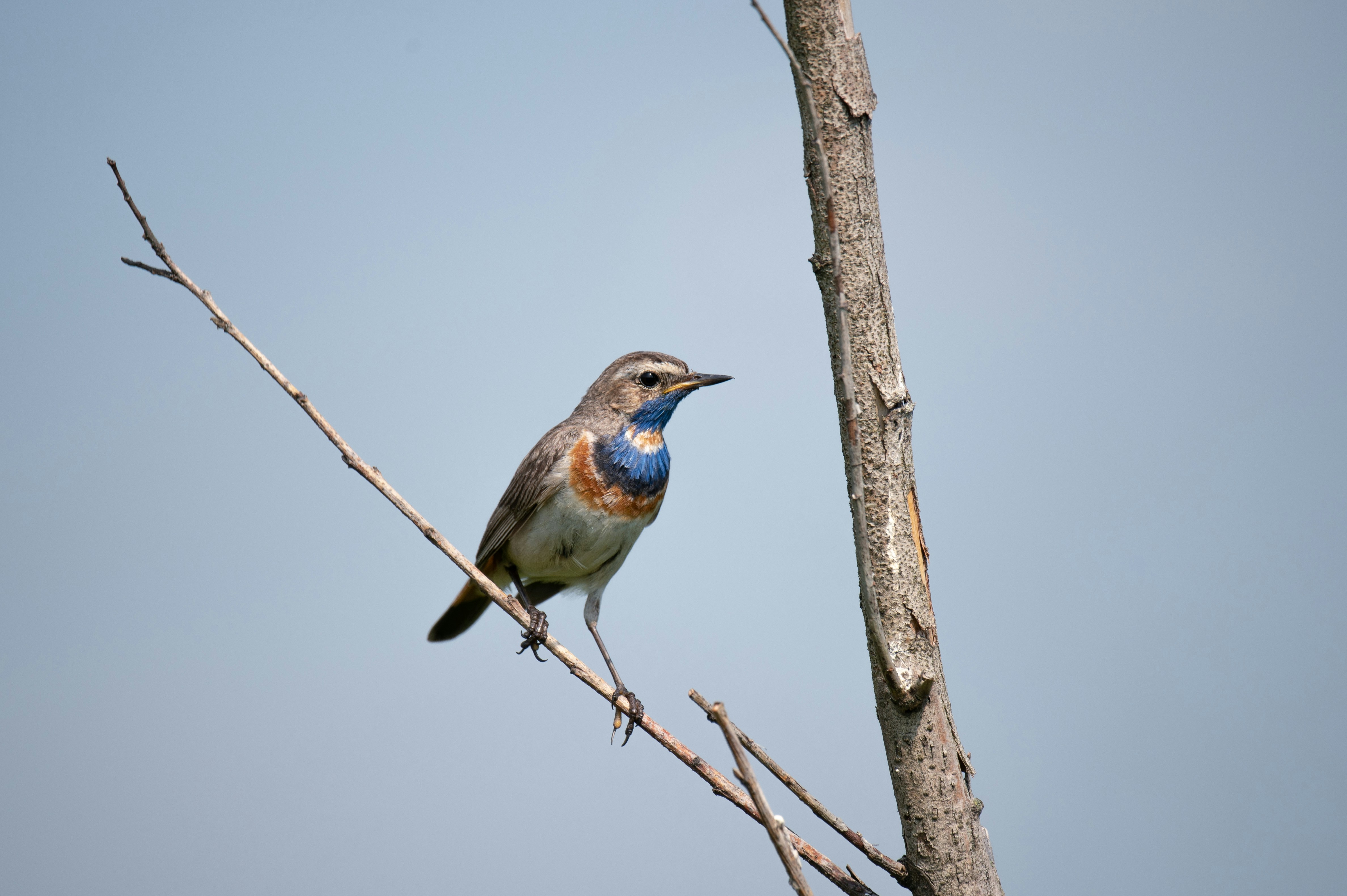 A small bird perched on a tree branch