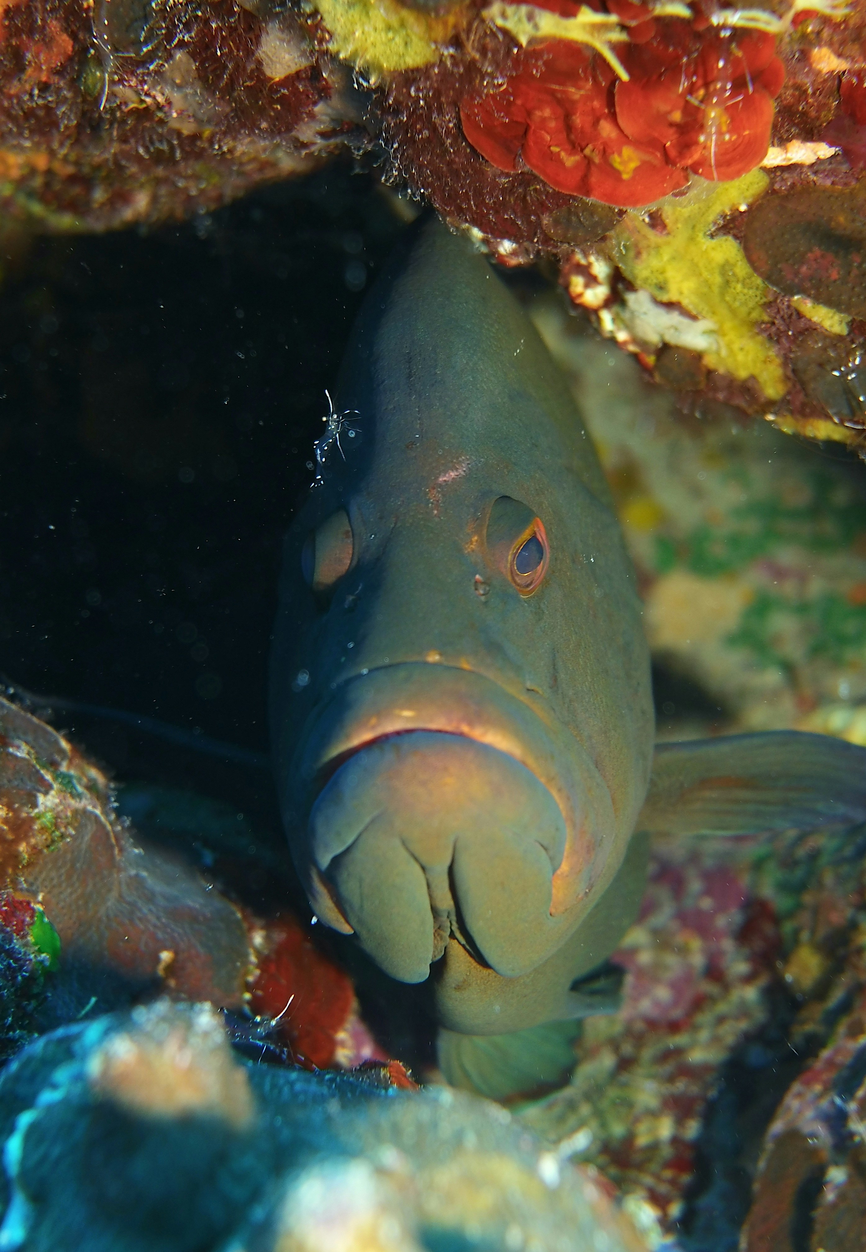 Close-up ikan di atas karang