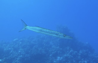 A large fish swimming over a coral reef