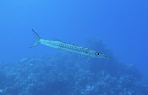 A large fish swimming over a coral reef