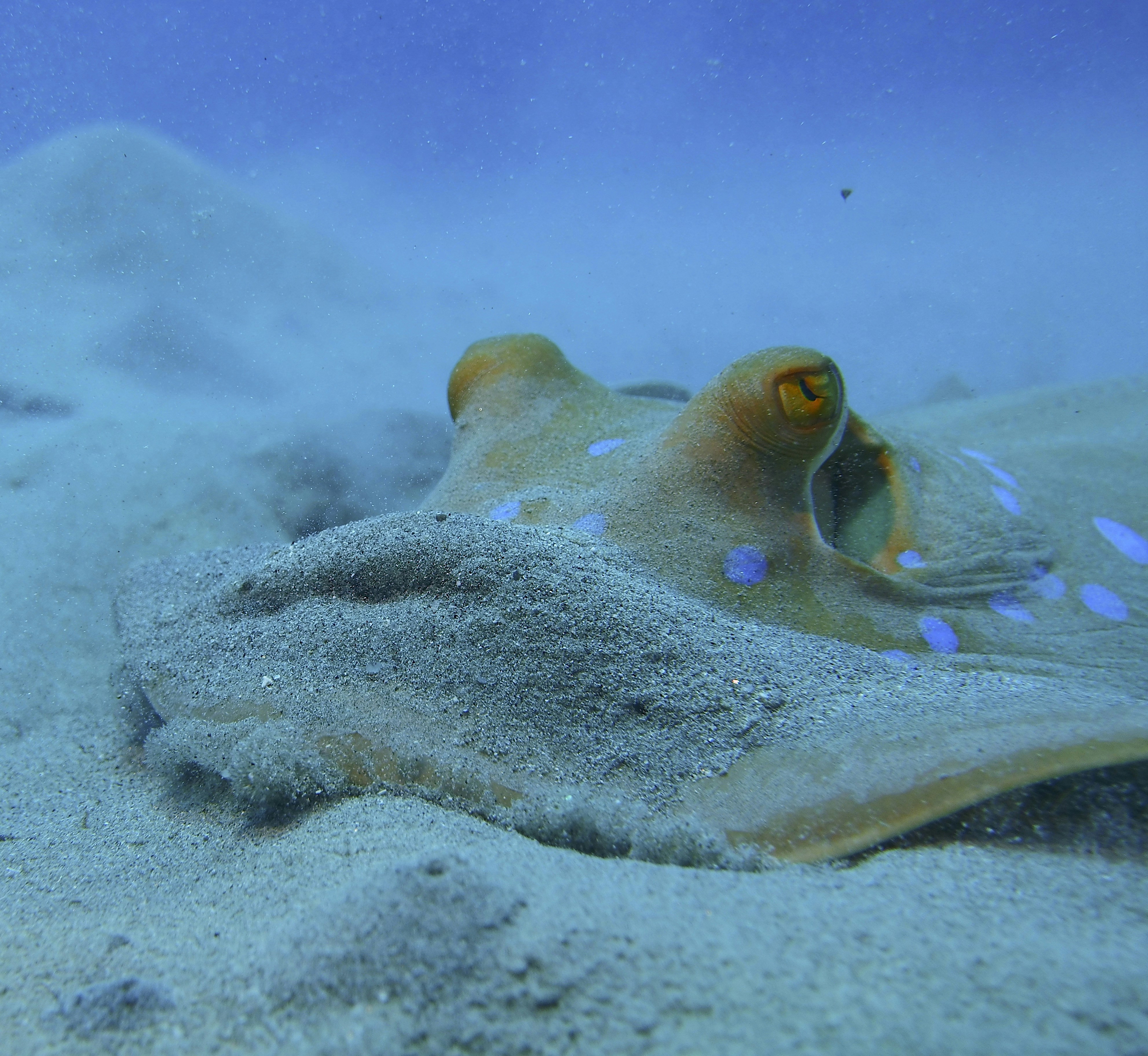 The Role of Play in Cuttlefish Development (image credits: unsplash)