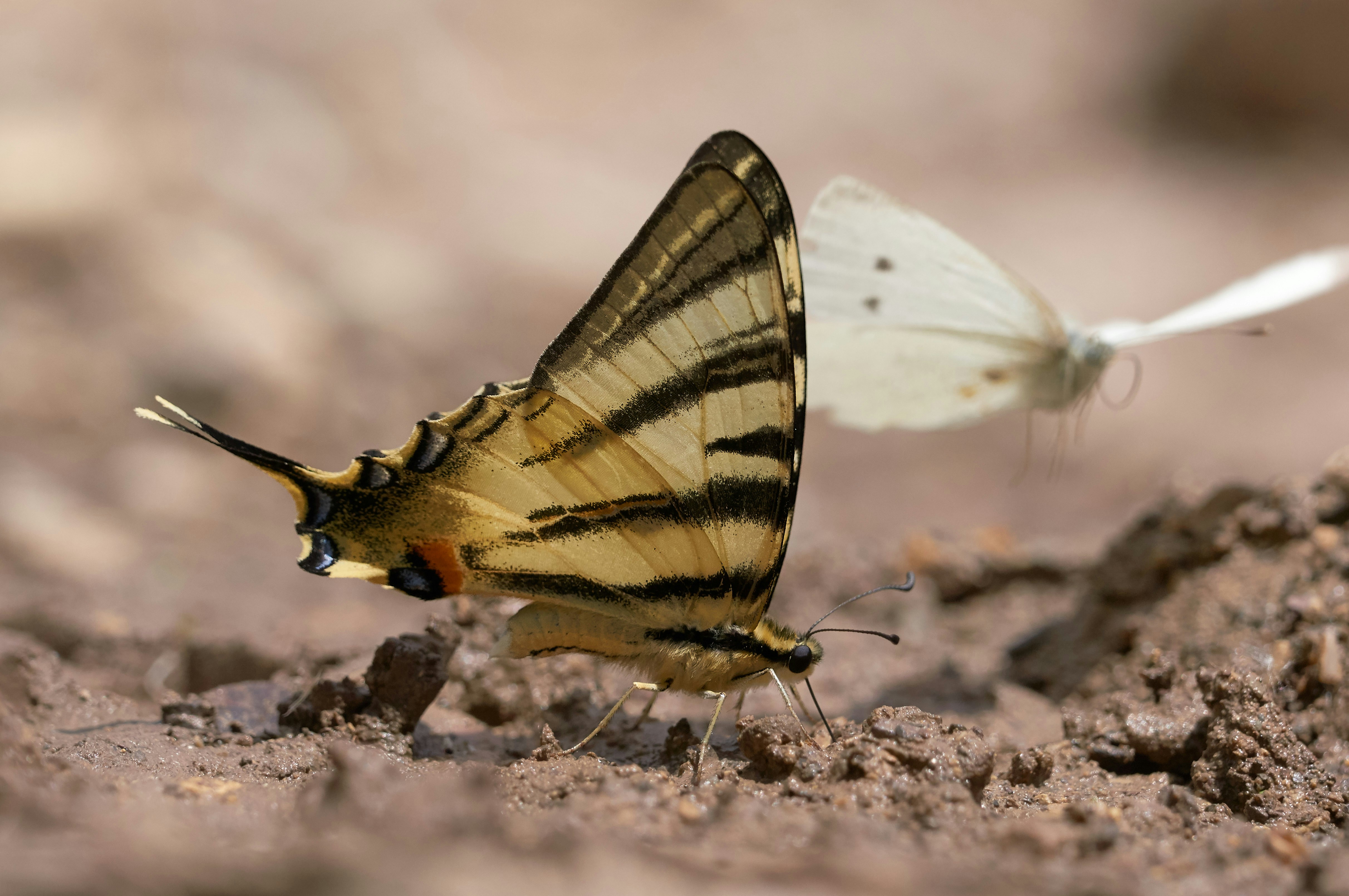 Photo by wolfgang_hasselmann