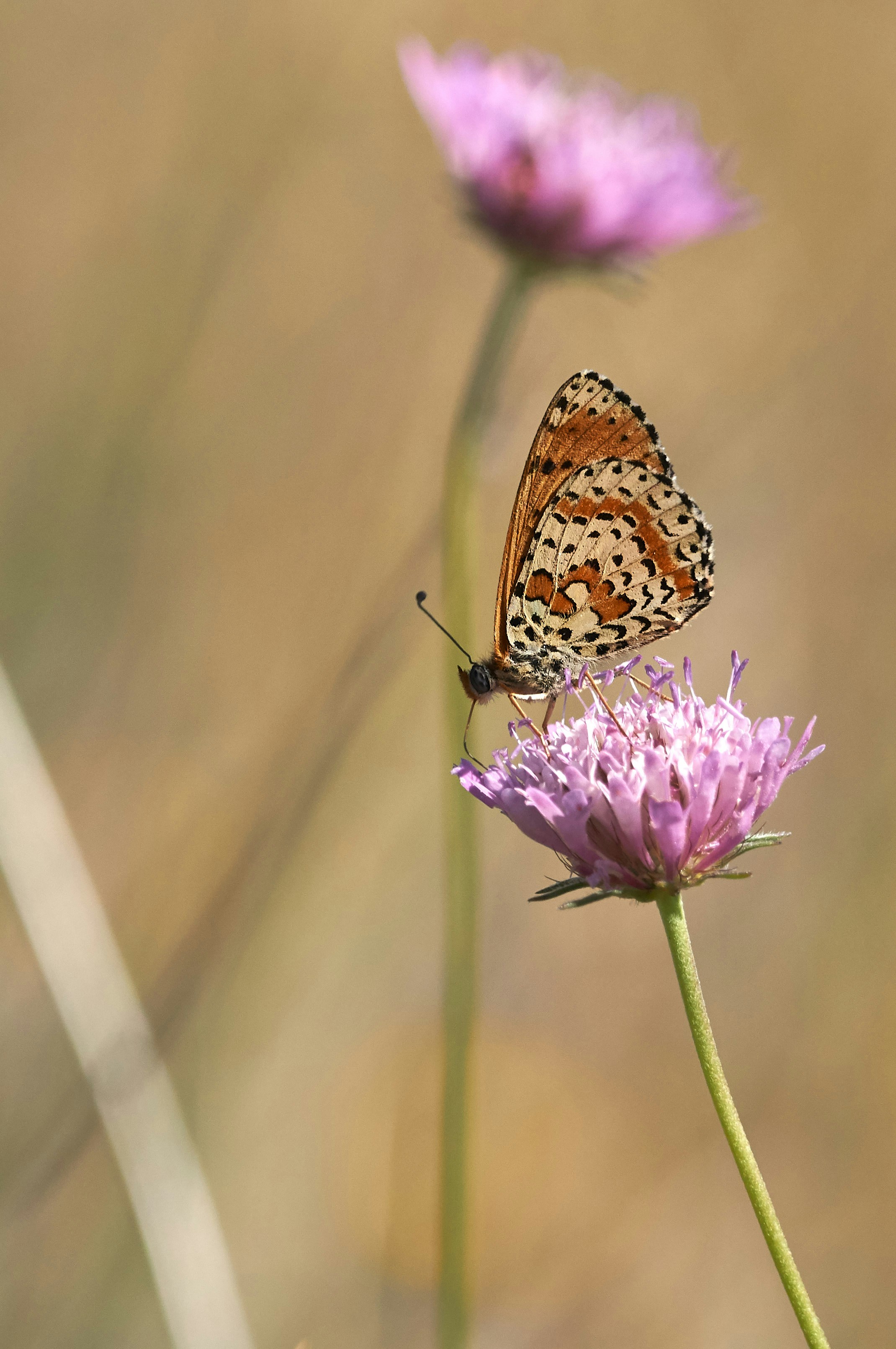 Photo by wolfgang_hasselmann