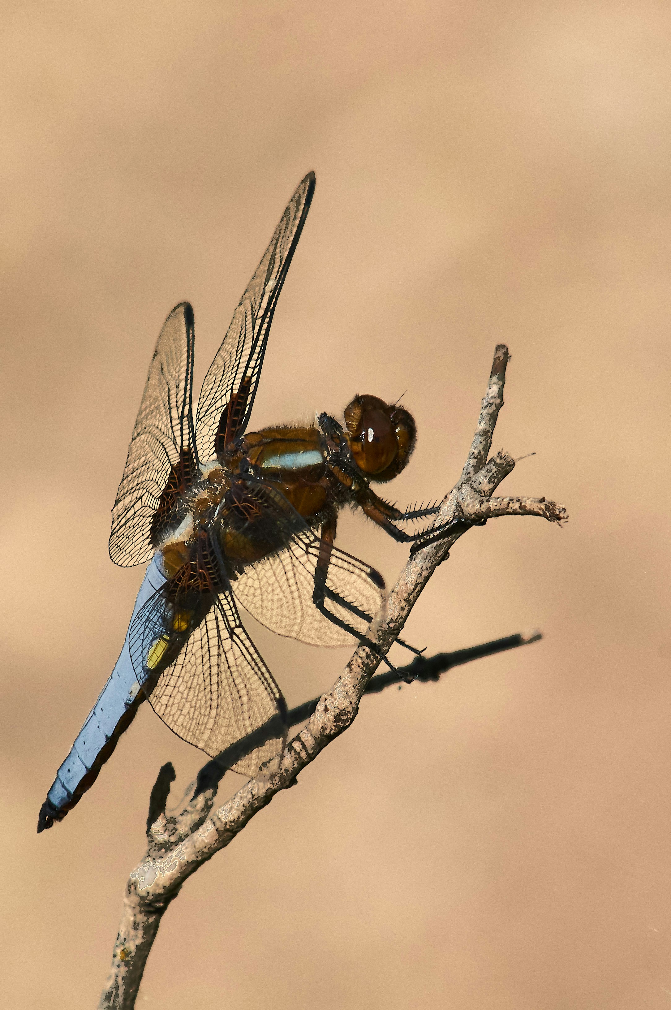 Photo by wolfgang_hasselmann