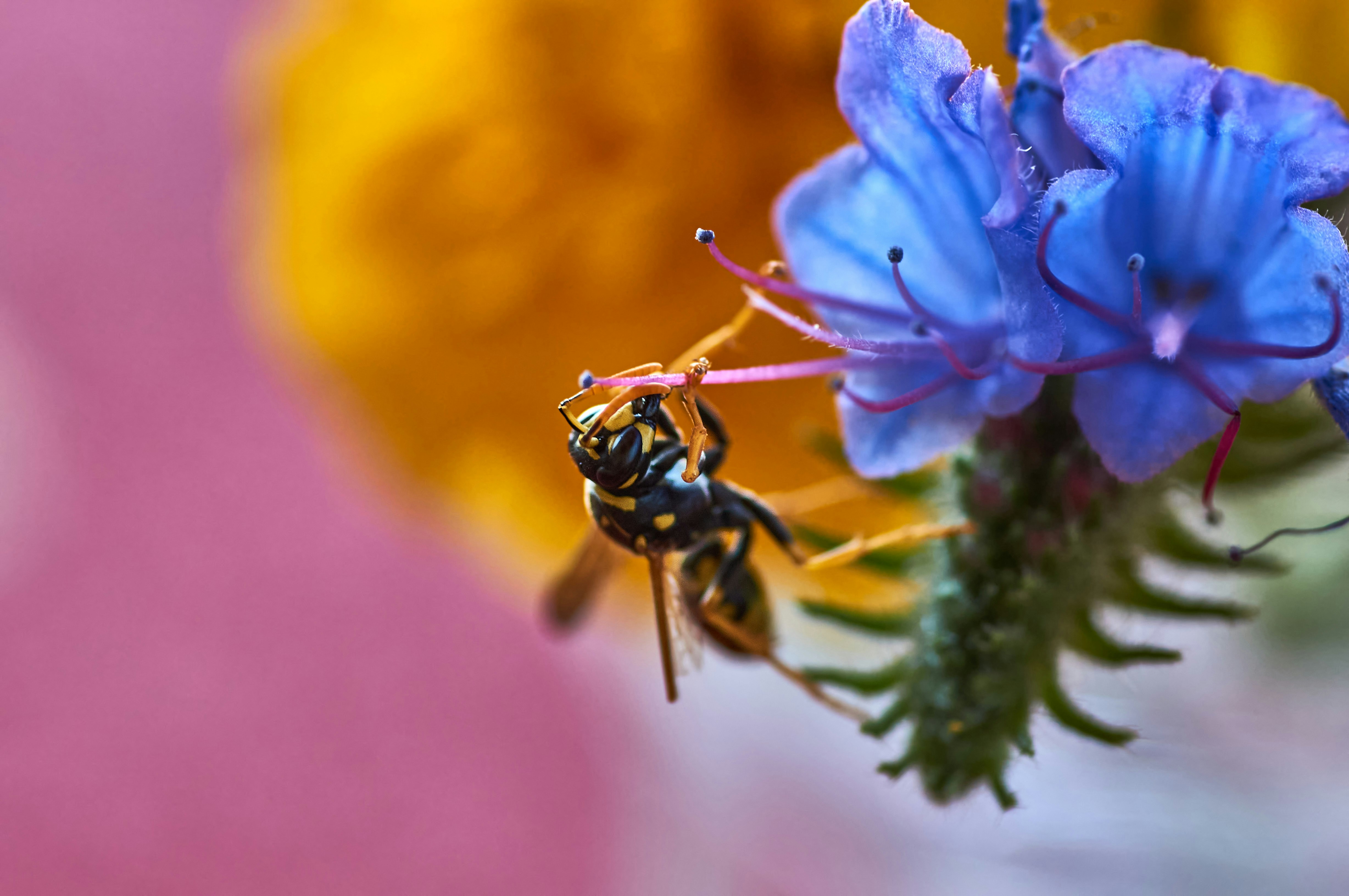 Photo by wolfgang_hasselmann