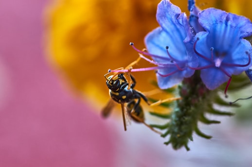 A close up of a flower with a bee on it